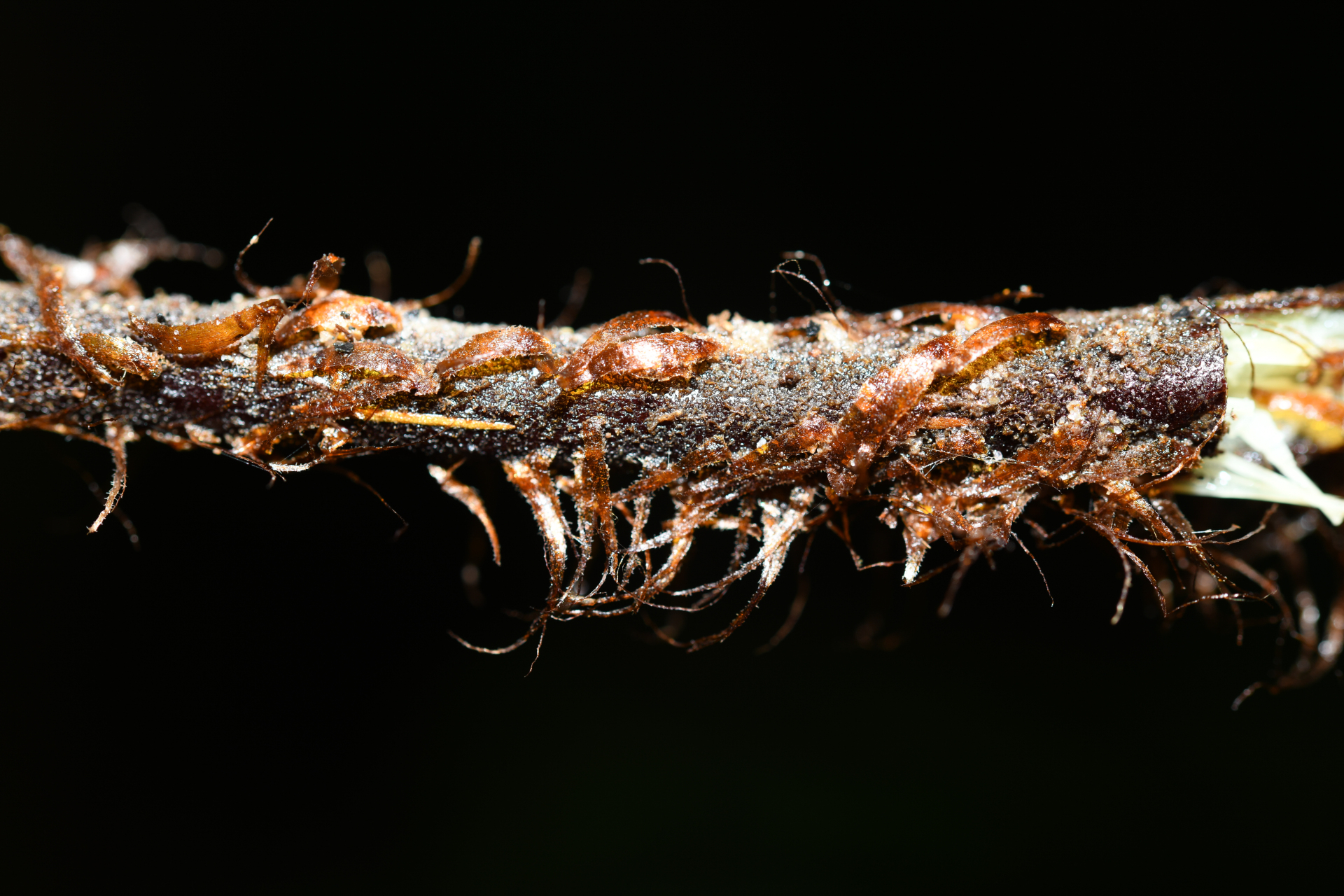 Cyathea surinamensis (Miq.) Domin - Photo Bivouac Naturaliste