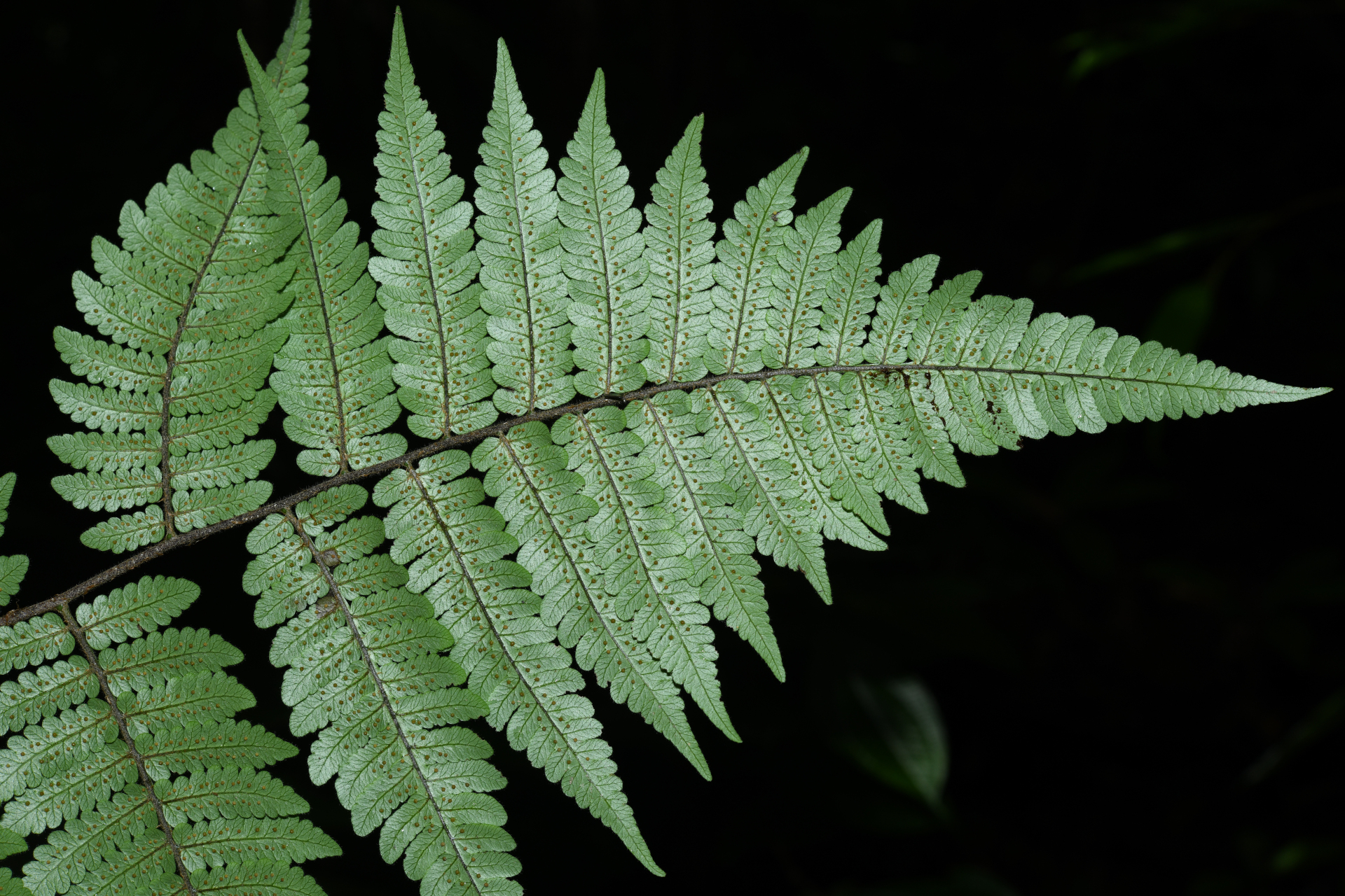 Cyathea surinamensis (Miq.) Domin - Photo Bivouac Naturaliste