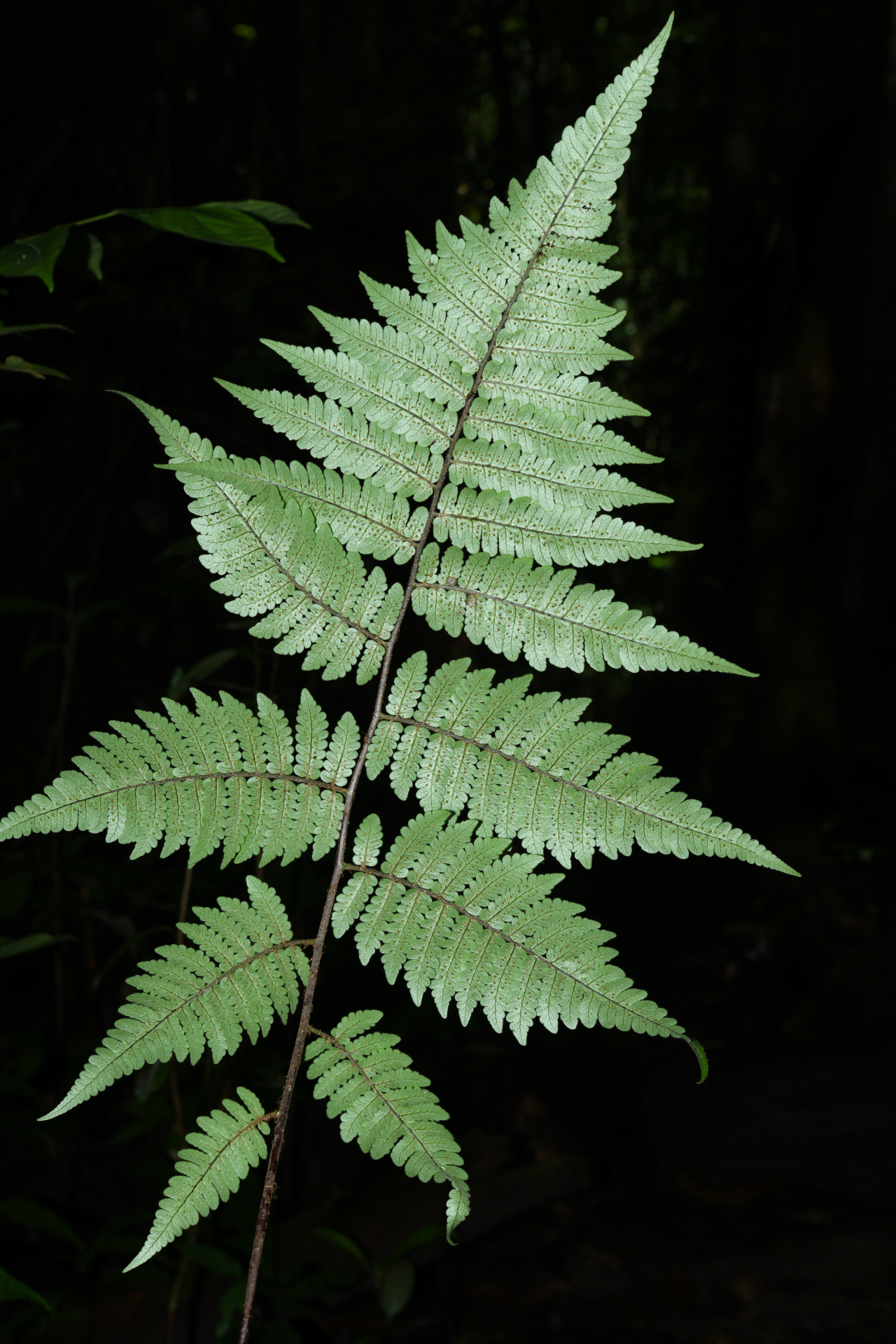 Cyathea surinamensis (Miq.) Domin - Photo Bivouac Naturaliste