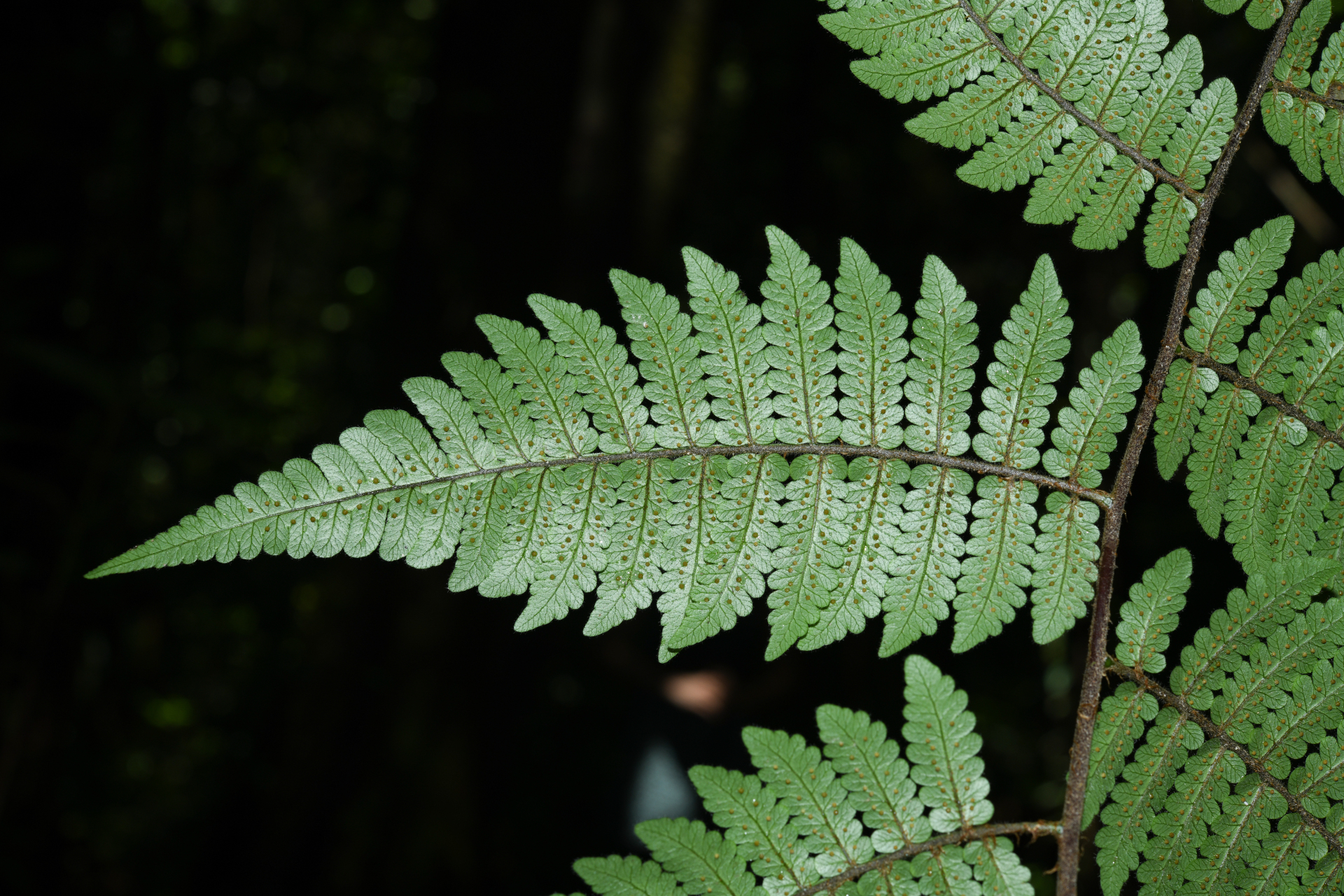 Cyathea surinamensis (Miq.) Domin - Photo Bivouac Naturaliste