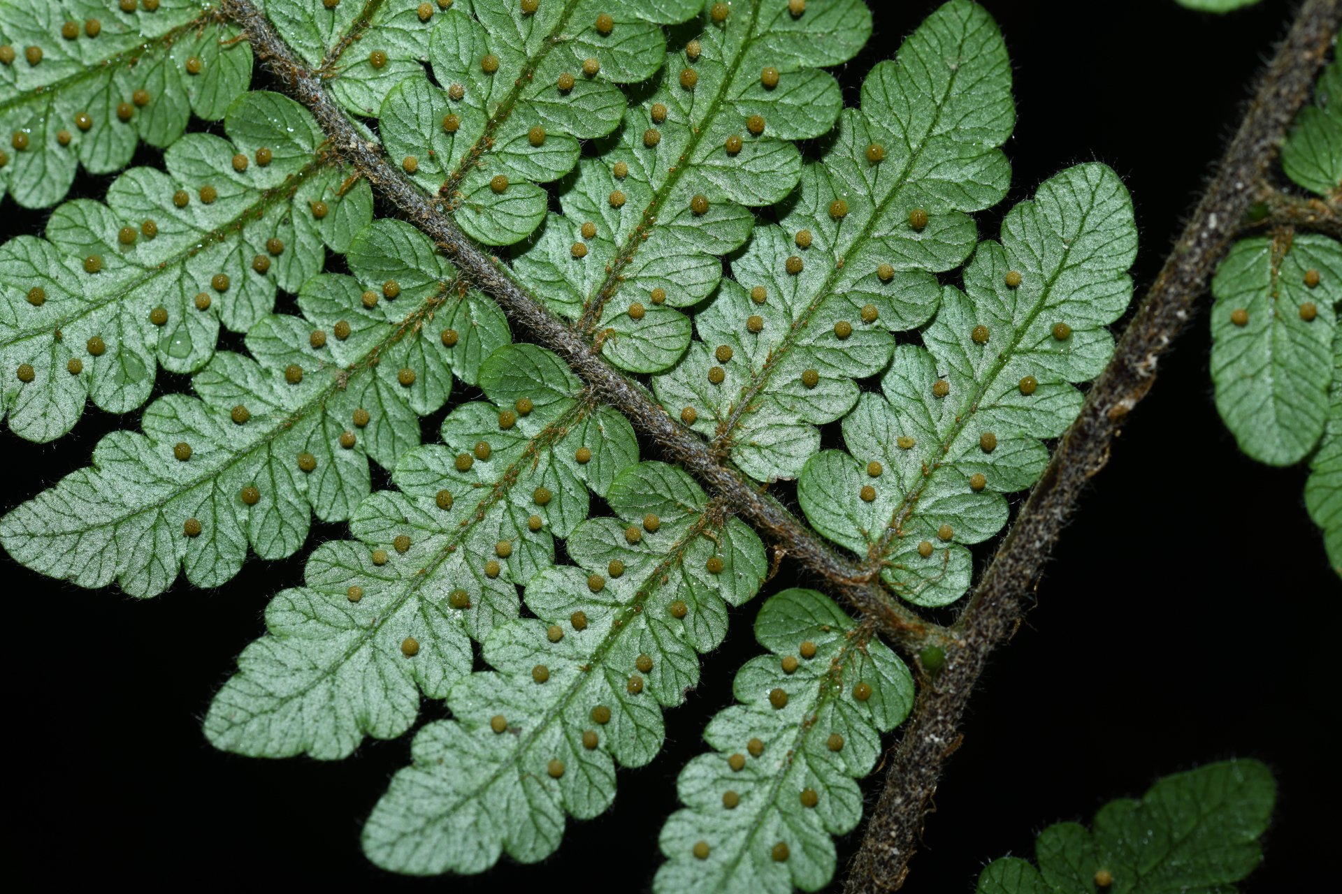 Cyathea surinamensis (Miq.) Domin - Photo Bivouac Naturaliste