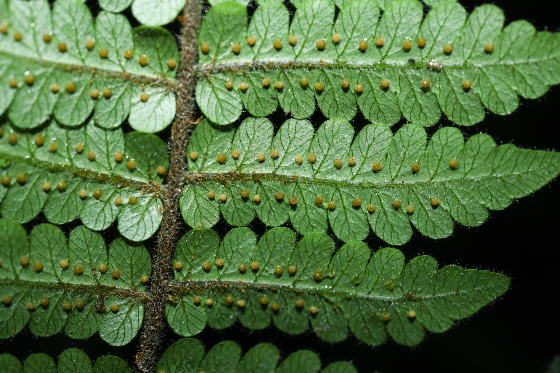 Cyathea surinamensis (Miq.) Domin - Photo Bivouac Naturaliste