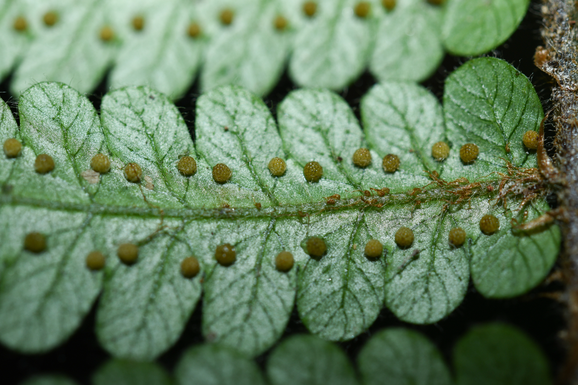 Cyathea surinamensis (Miq.) Domin - Photo Bivouac Naturaliste