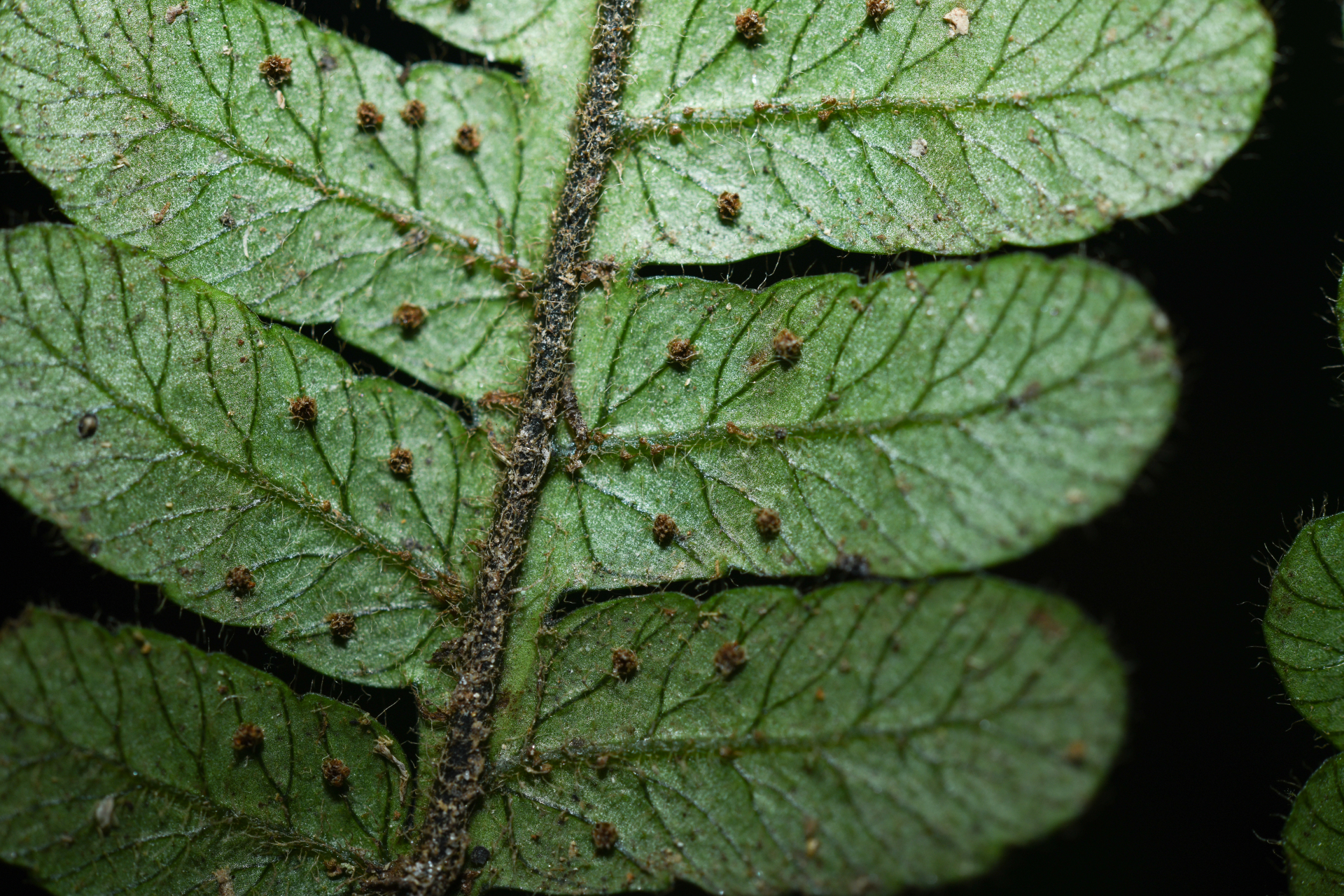 Cyathea surinamensis (Miq.) Domin - Photo Bivouac Naturaliste