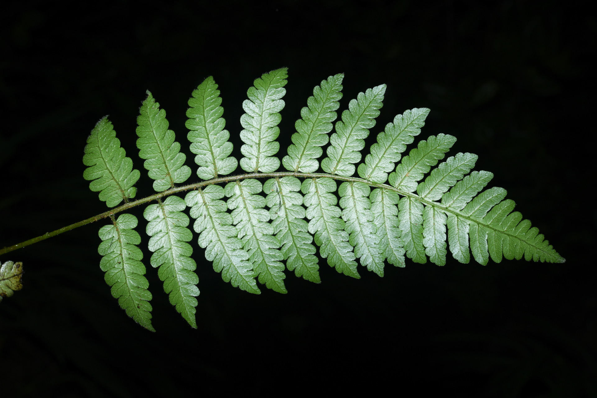 Cyathea surinamensis (Miq.) Domin - Photo Bivouac Naturaliste