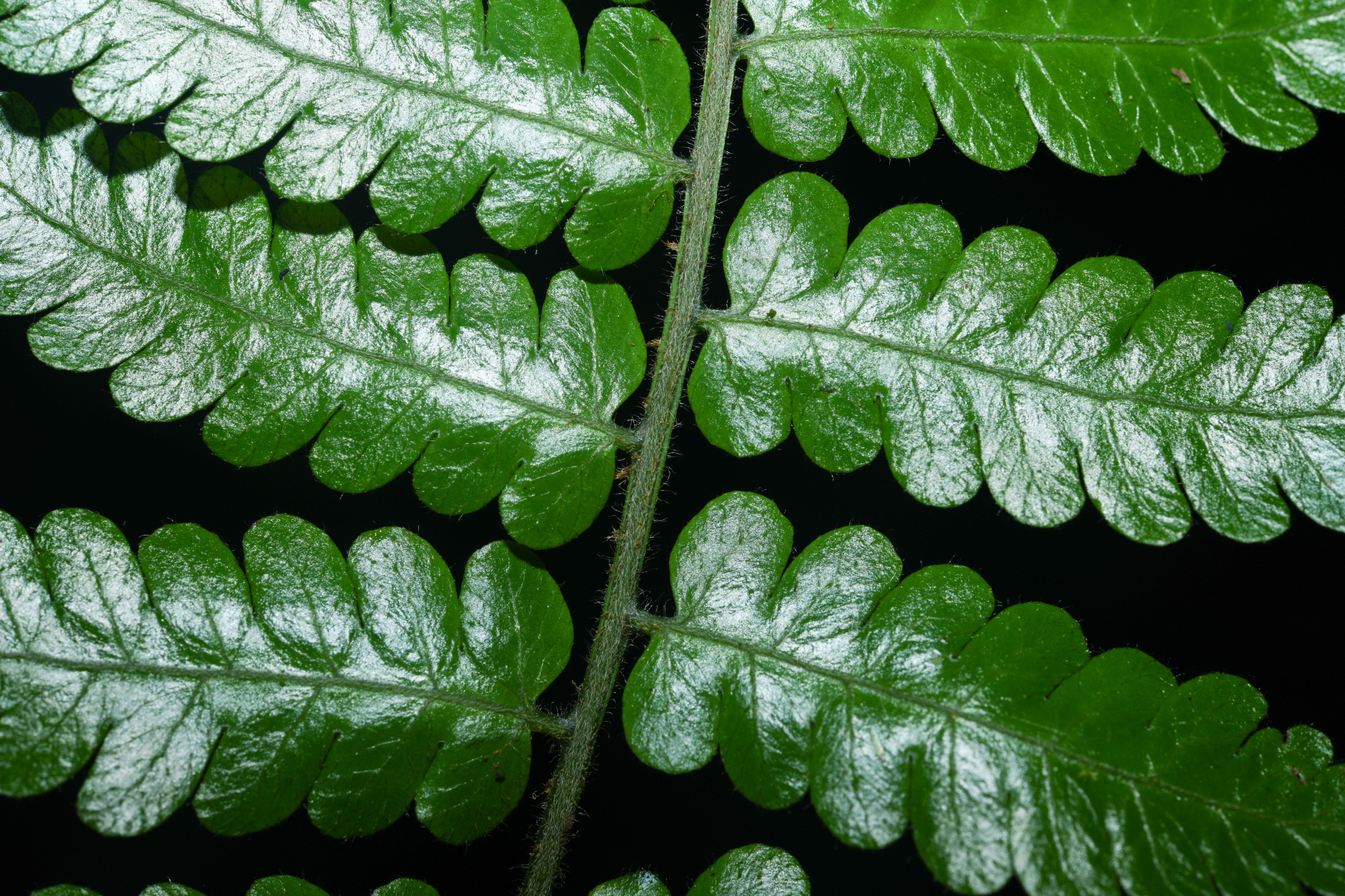 Cyathea surinamensis (Miq.) Domin - Photo Bivouac Naturaliste