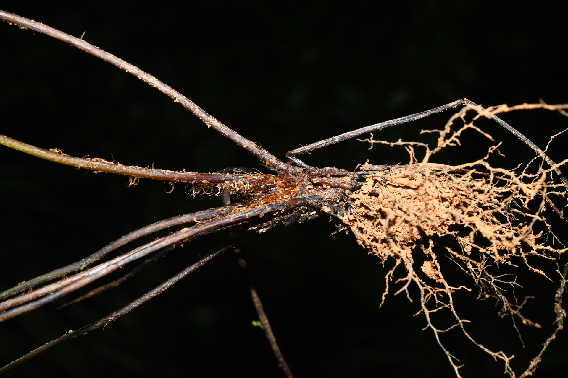 Cyathea surinamensis (Miq.) Domin - Photo Bivouac Naturaliste