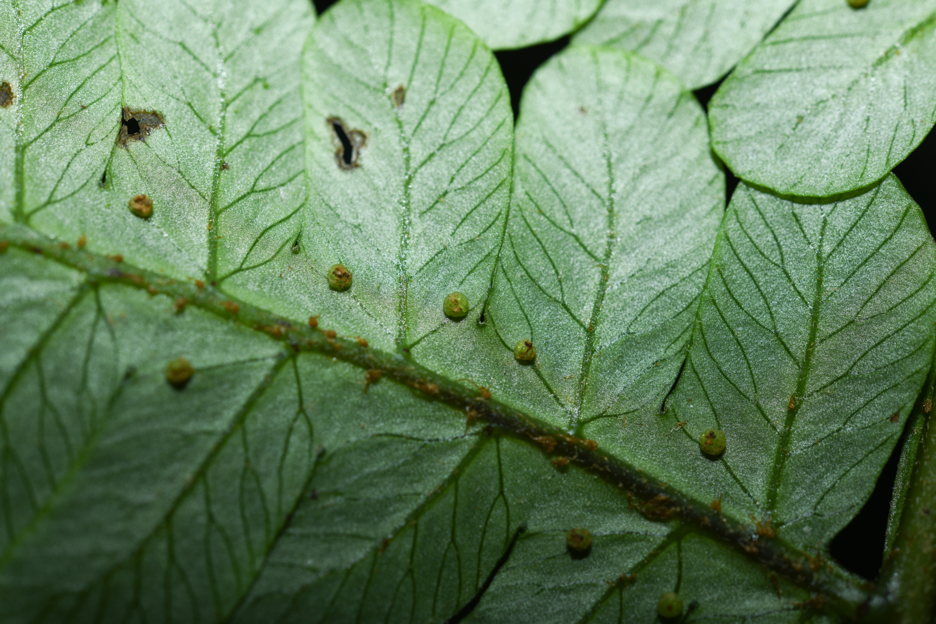 Cyathea cyatheoides (Desv.) K.U.Kramer - Photo Bivouac Naturaliste