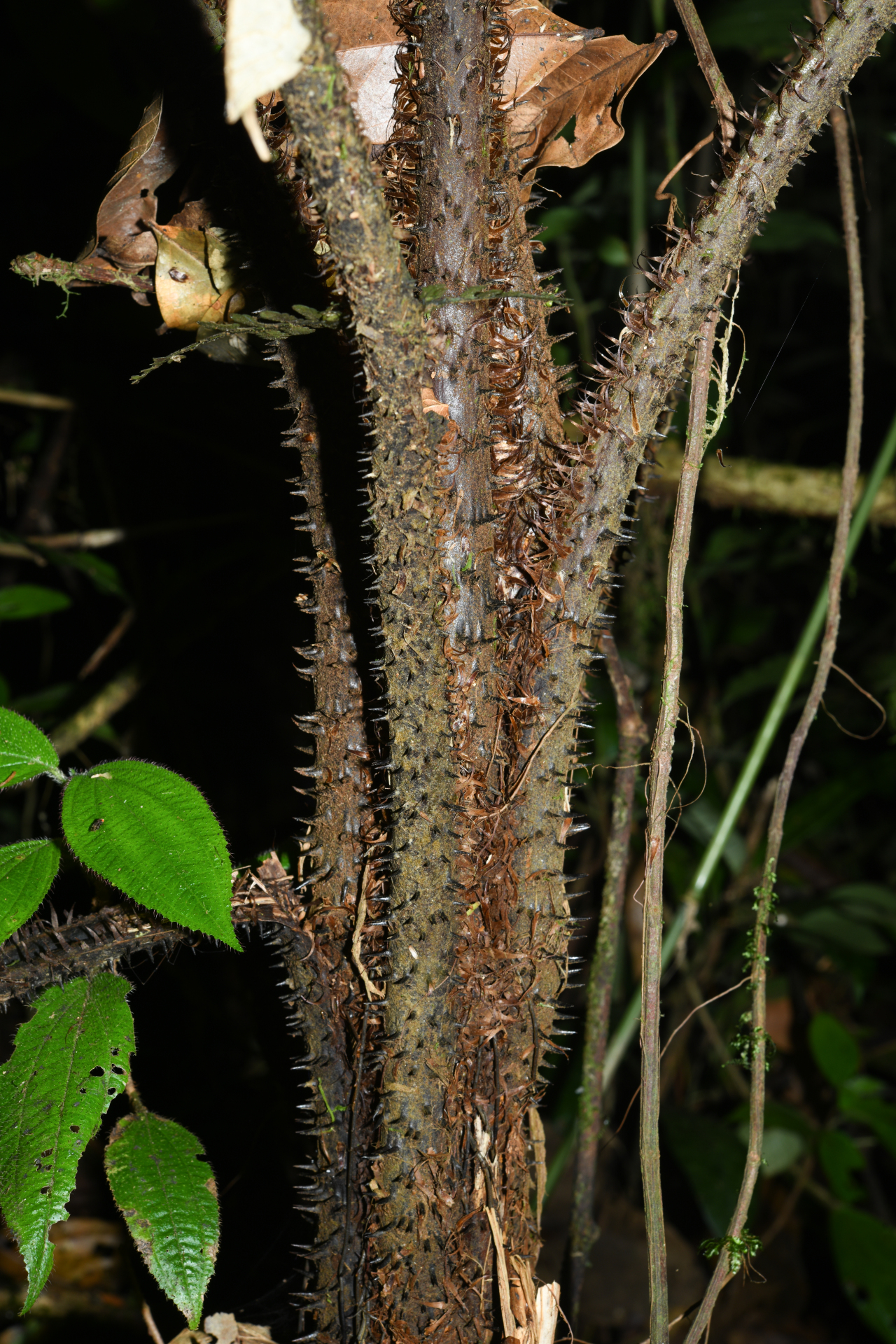 Cyathea oblonga (Klotzsch) Domin - Photo Bivouac Naturaliste