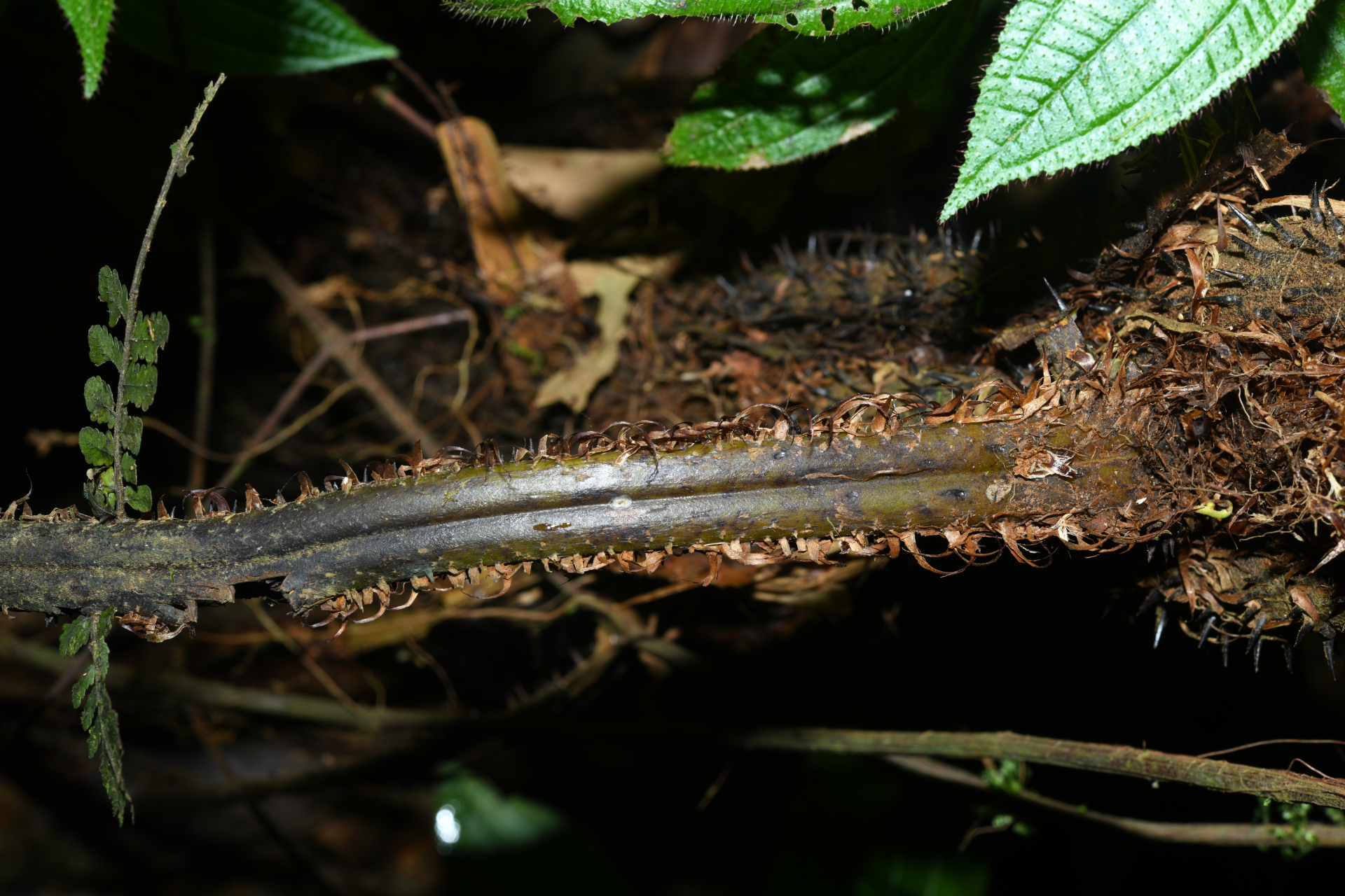 Cyathea oblonga (Klotzsch) Domin - Photo Bivouac Naturaliste