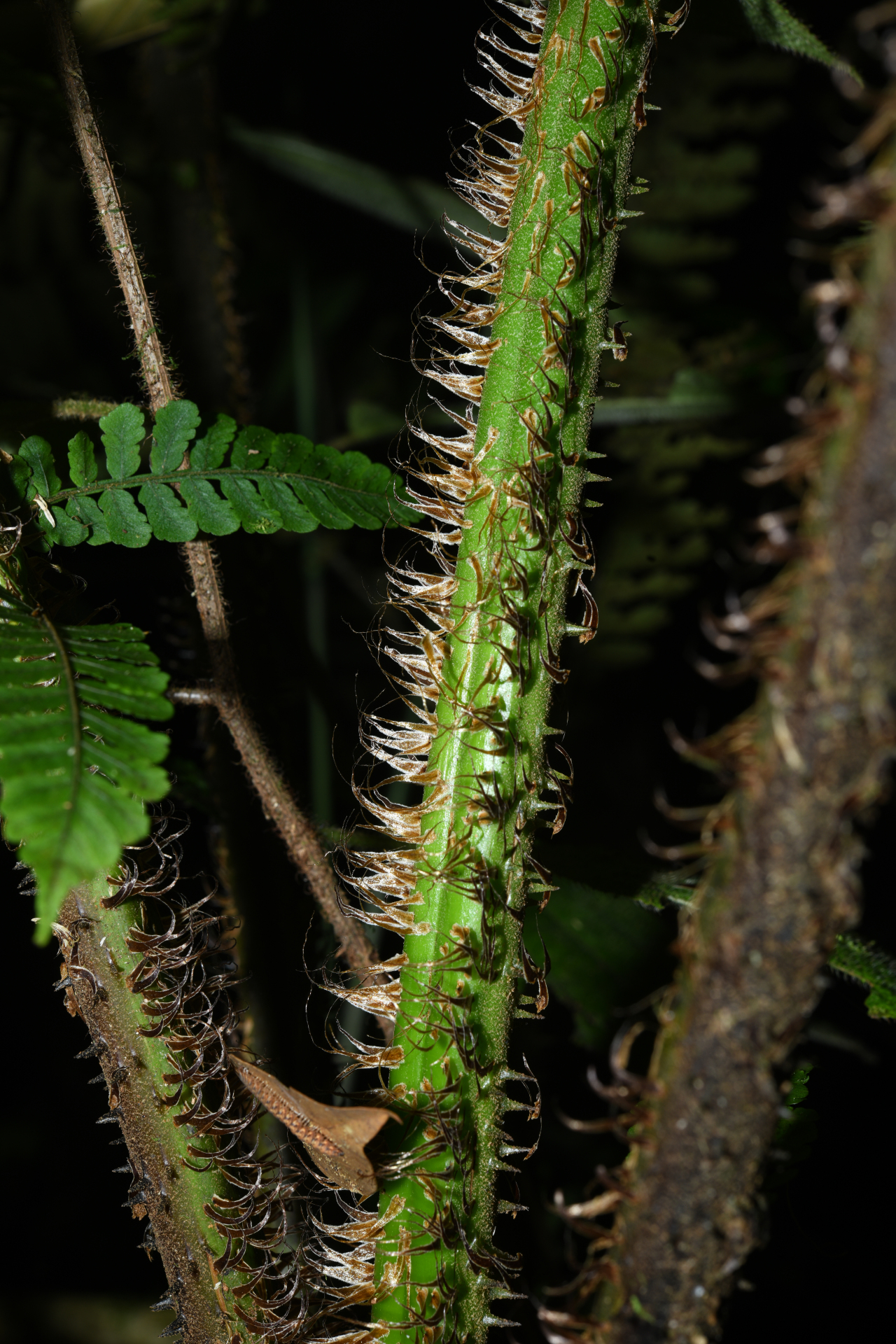 Cyathea oblonga (Klotzsch) Domin - Photo Bivouac Naturaliste