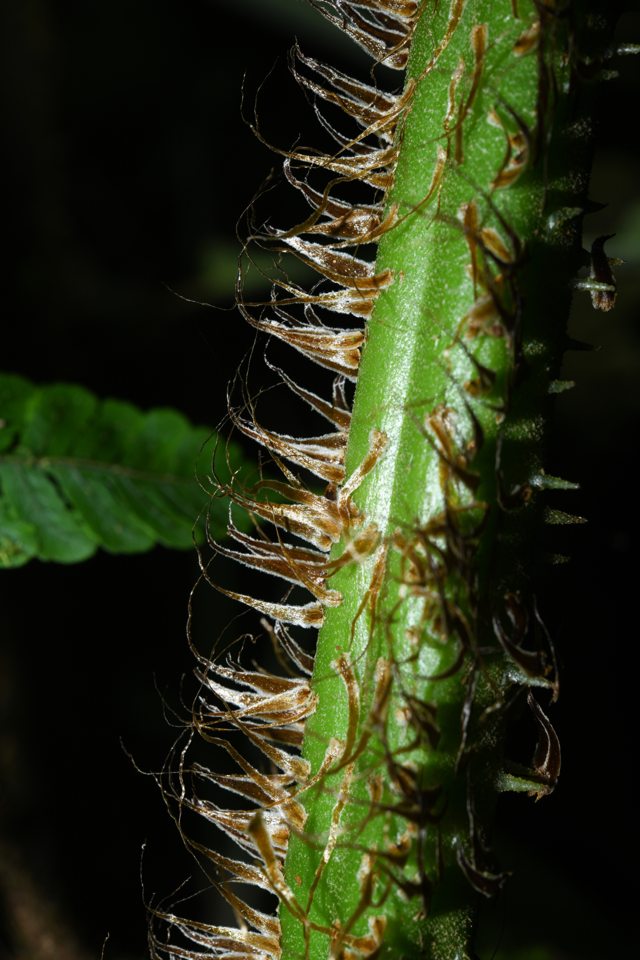 Cyathea oblonga (Klotzsch) Domin - Photo Bivouac Naturaliste