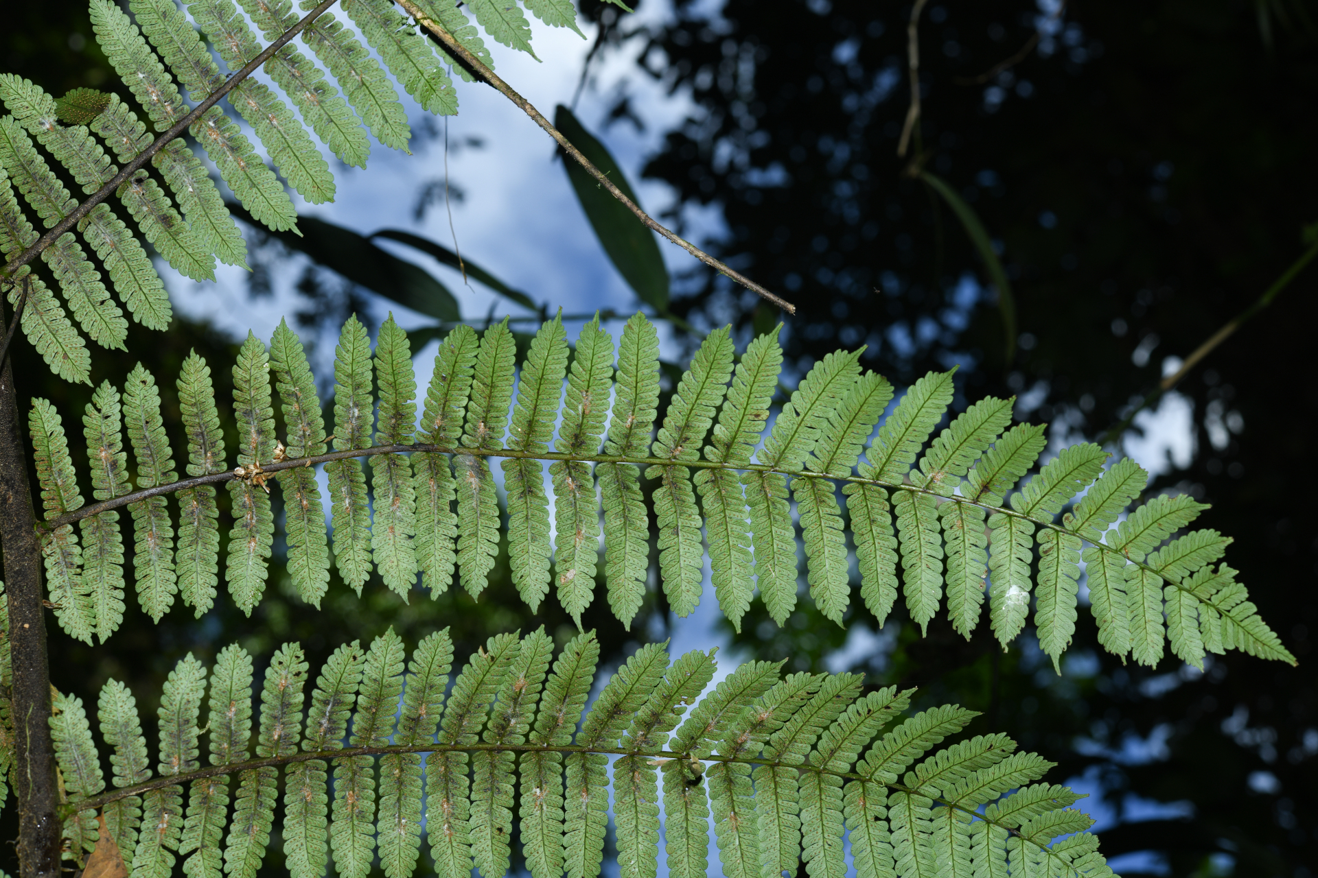 Cyathea oblonga (Klotzsch) Domin - Photo Bivouac Naturaliste