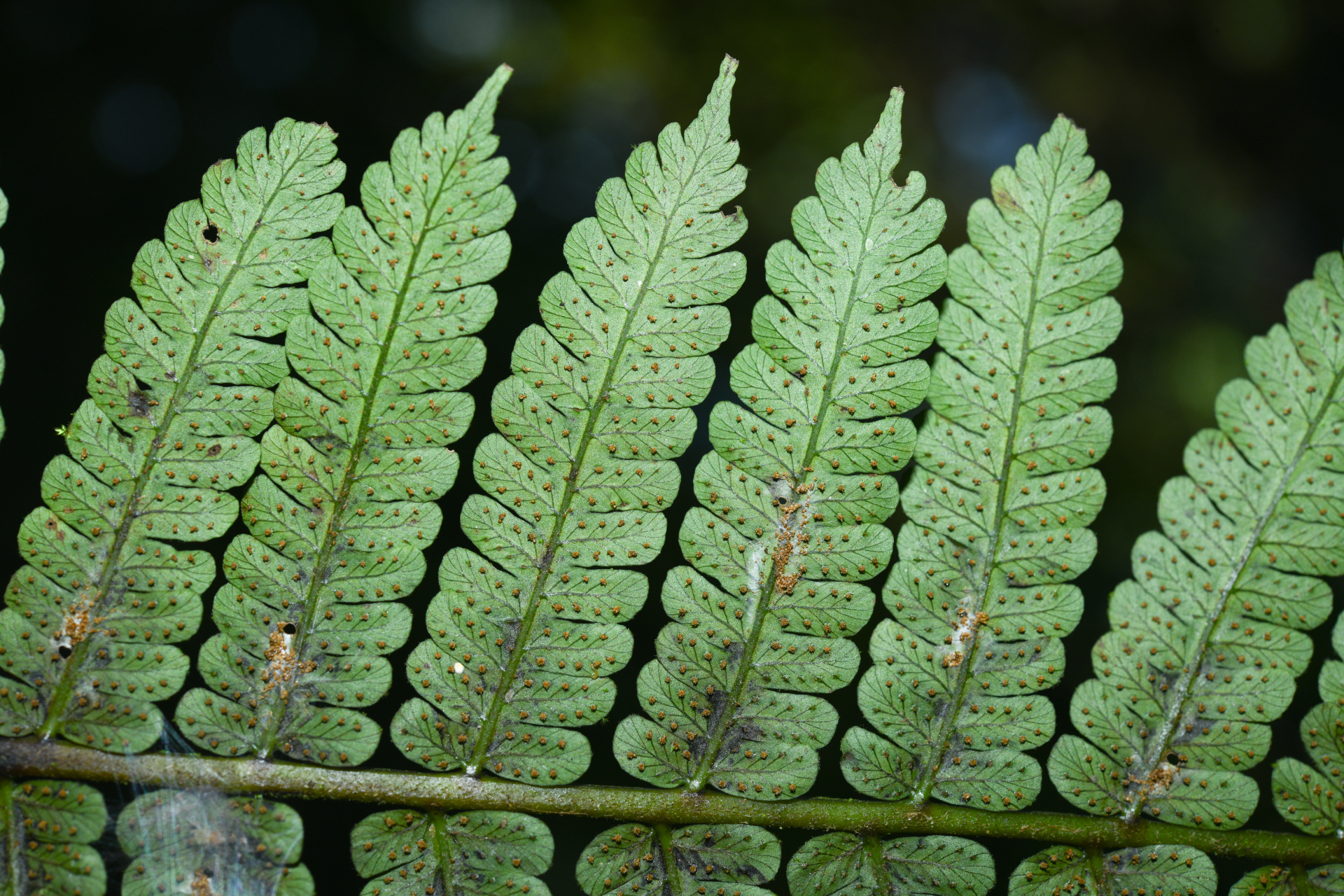Cyathea oblonga (Klotzsch) Domin - Photo Bivouac Naturaliste