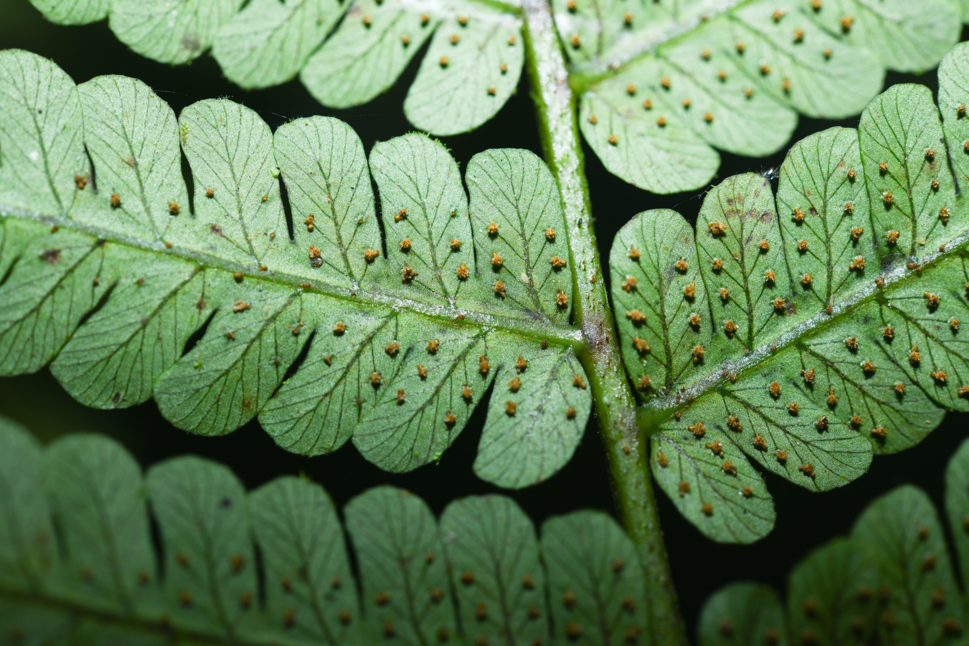Cyathea oblonga (Klotzsch) Domin - Photo Bivouac Naturaliste