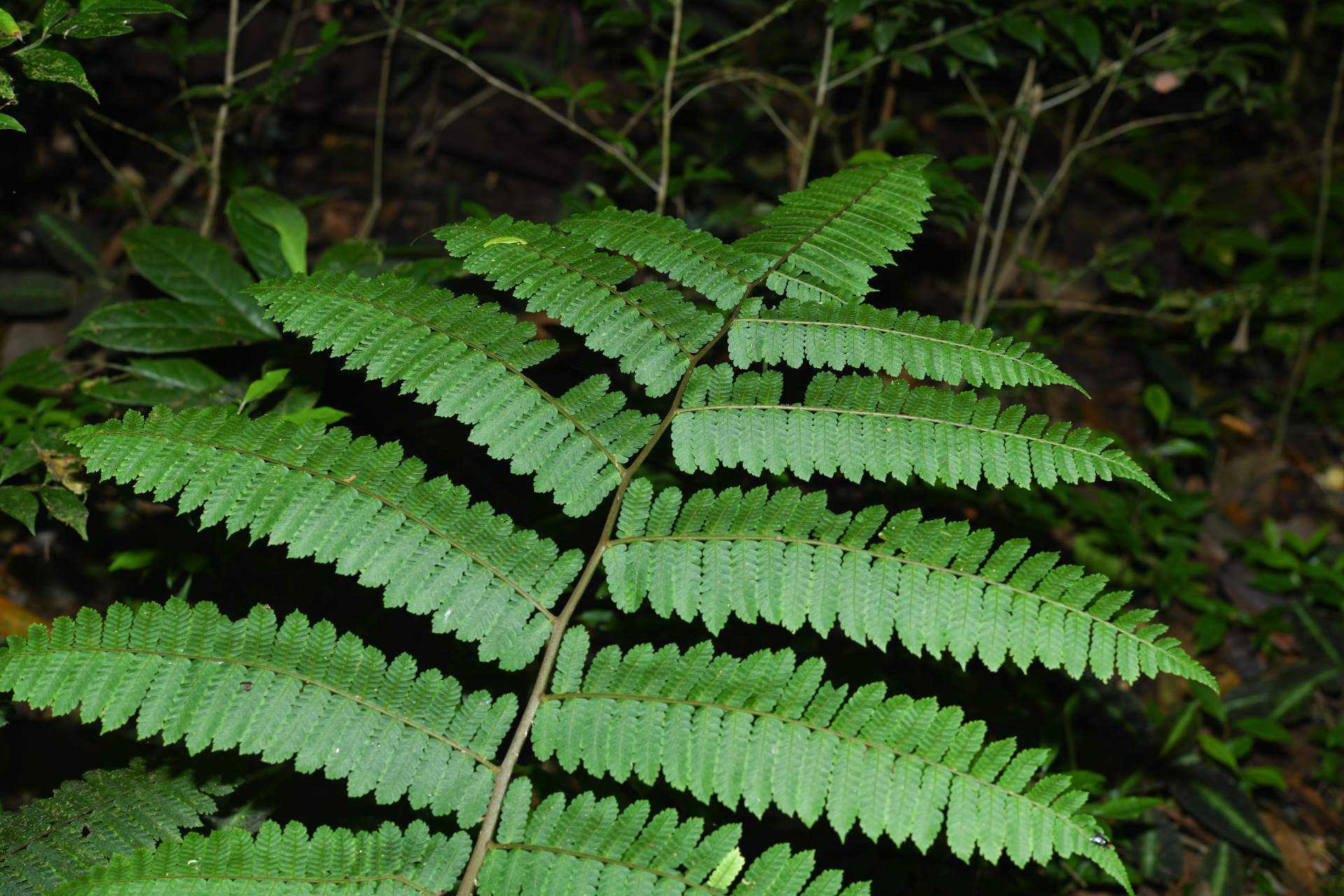 Cyathea oblonga (Klotzsch) Domin - Photo Bivouac Naturaliste