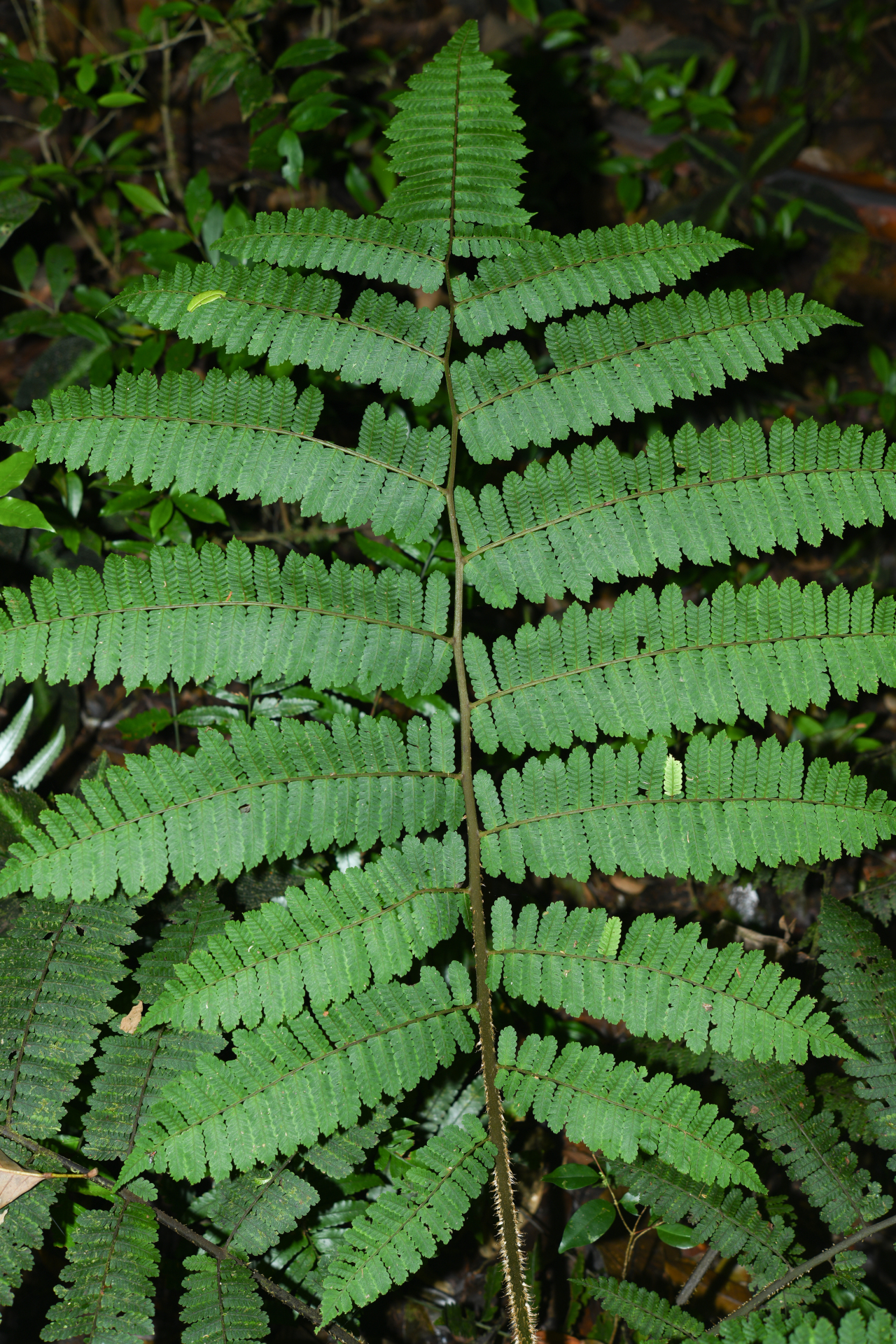 Cyathea oblonga (Klotzsch) Domin - Photo Bivouac Naturaliste