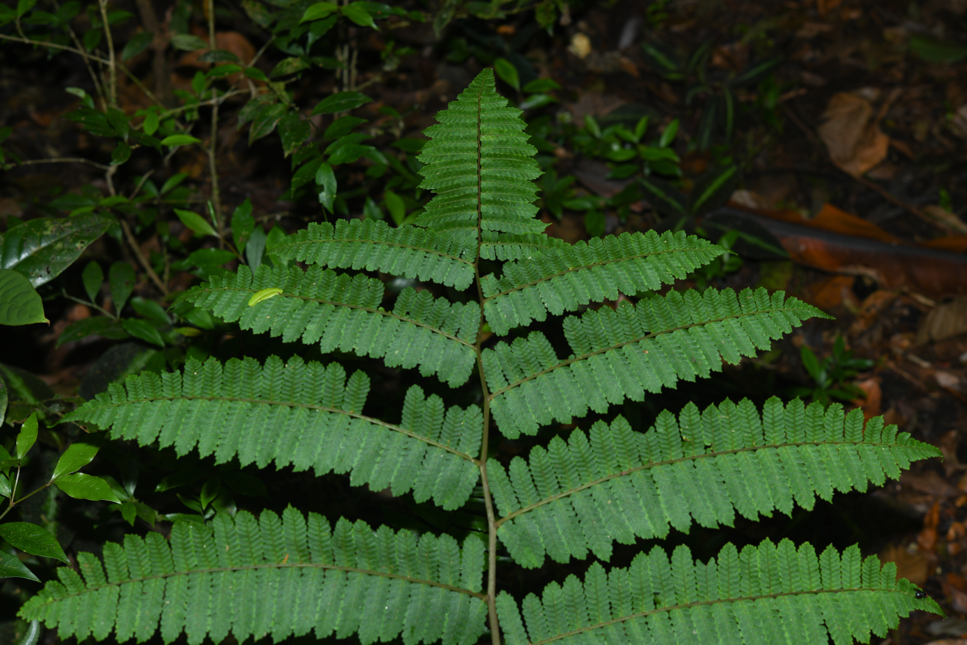 Cyathea oblonga (Klotzsch) Domin - Photo Bivouac Naturaliste