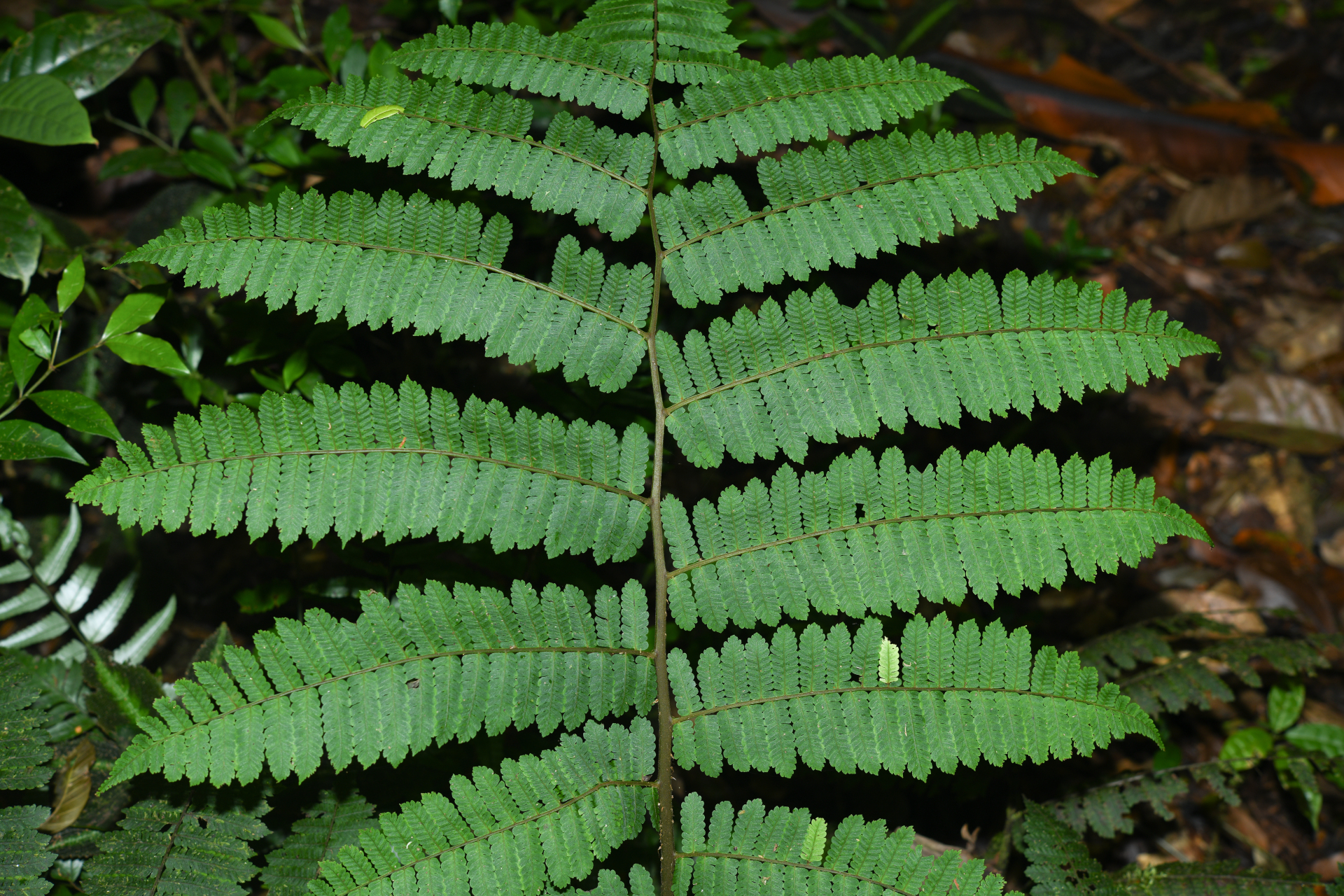 Cyathea oblonga (Klotzsch) Domin - Photo Bivouac Naturaliste