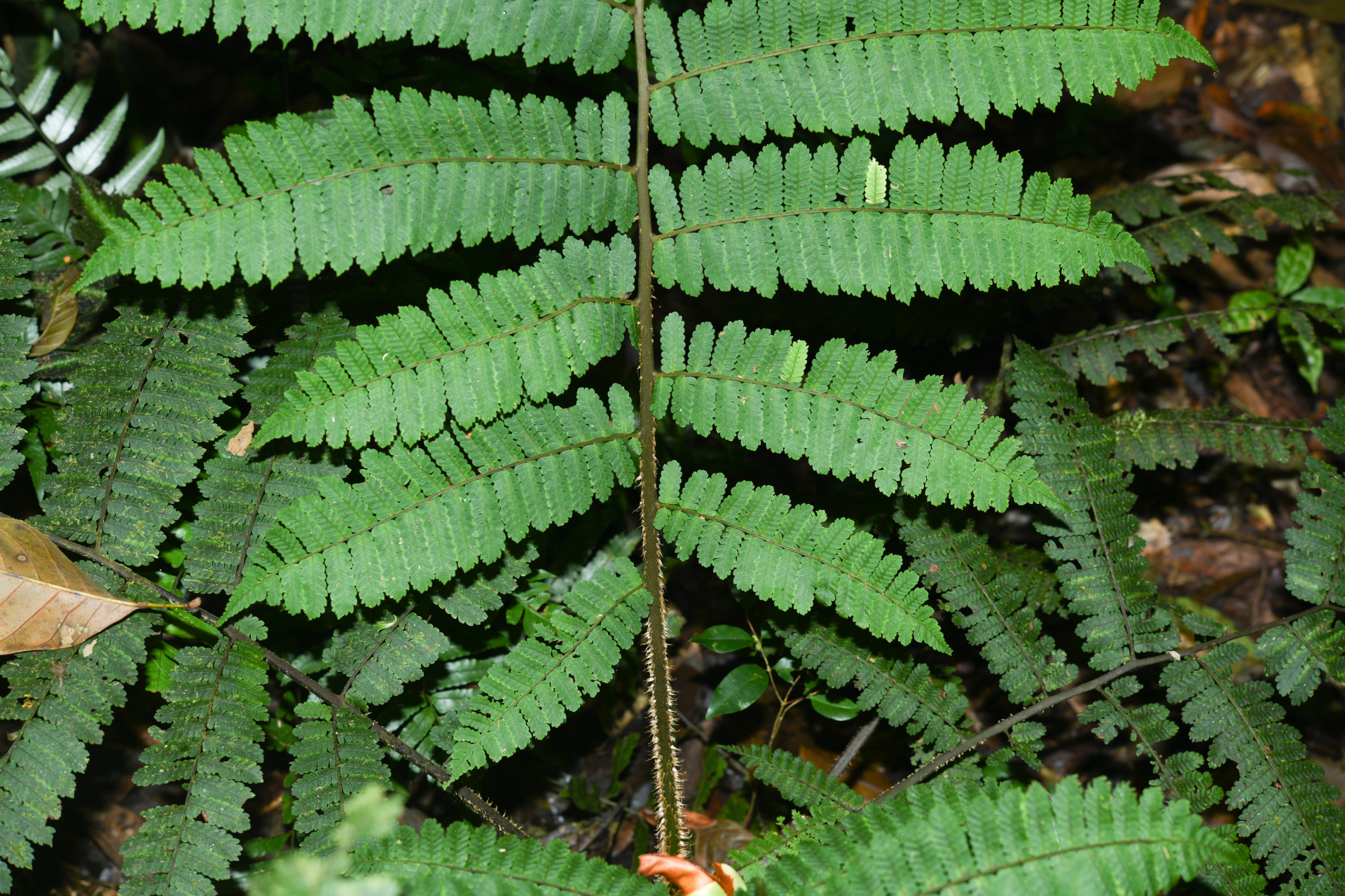 Cyathea oblonga (Klotzsch) Domin - Photo Bivouac Naturaliste