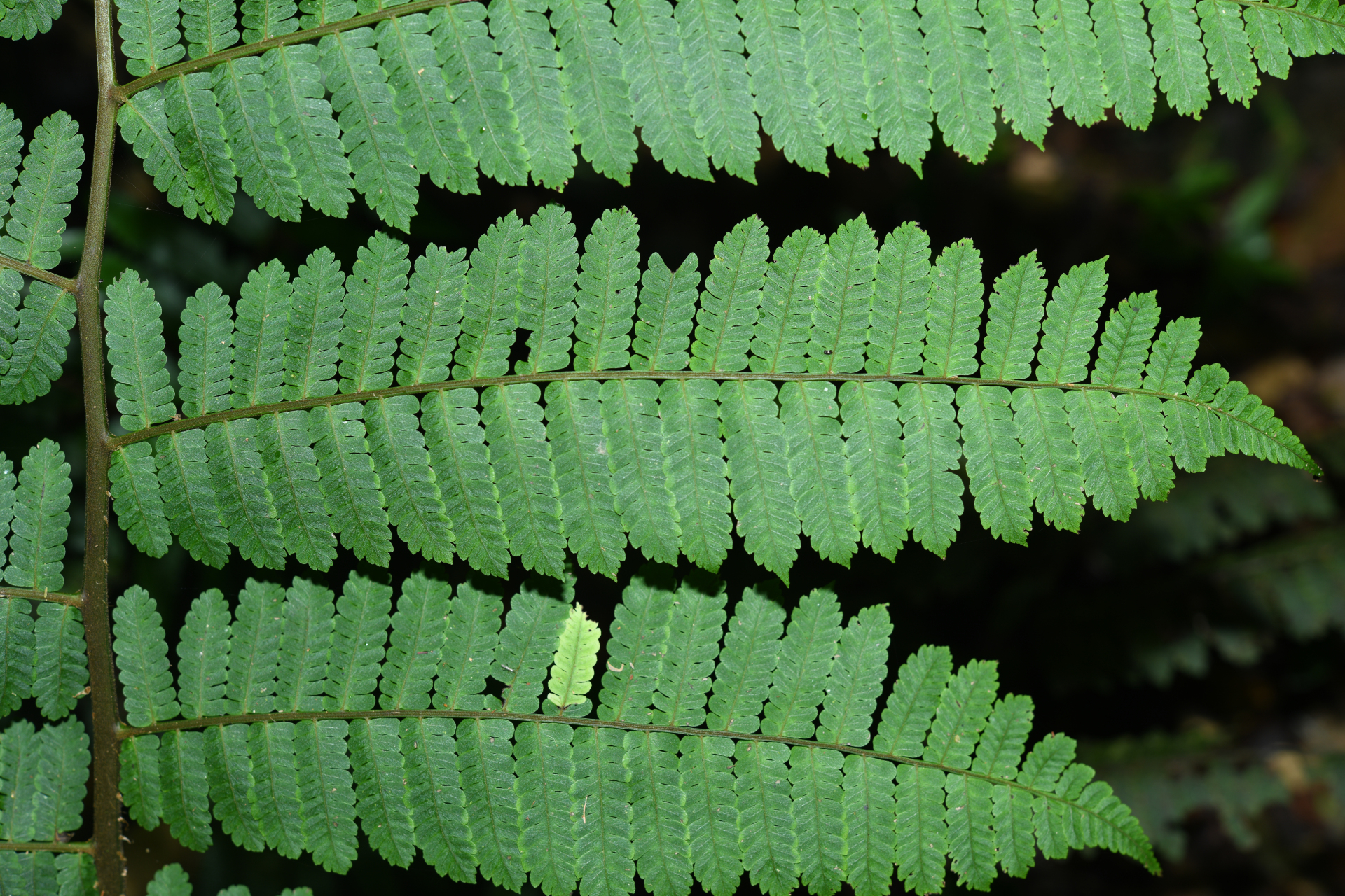 Cyathea oblonga (Klotzsch) Domin - Photo Bivouac Naturaliste