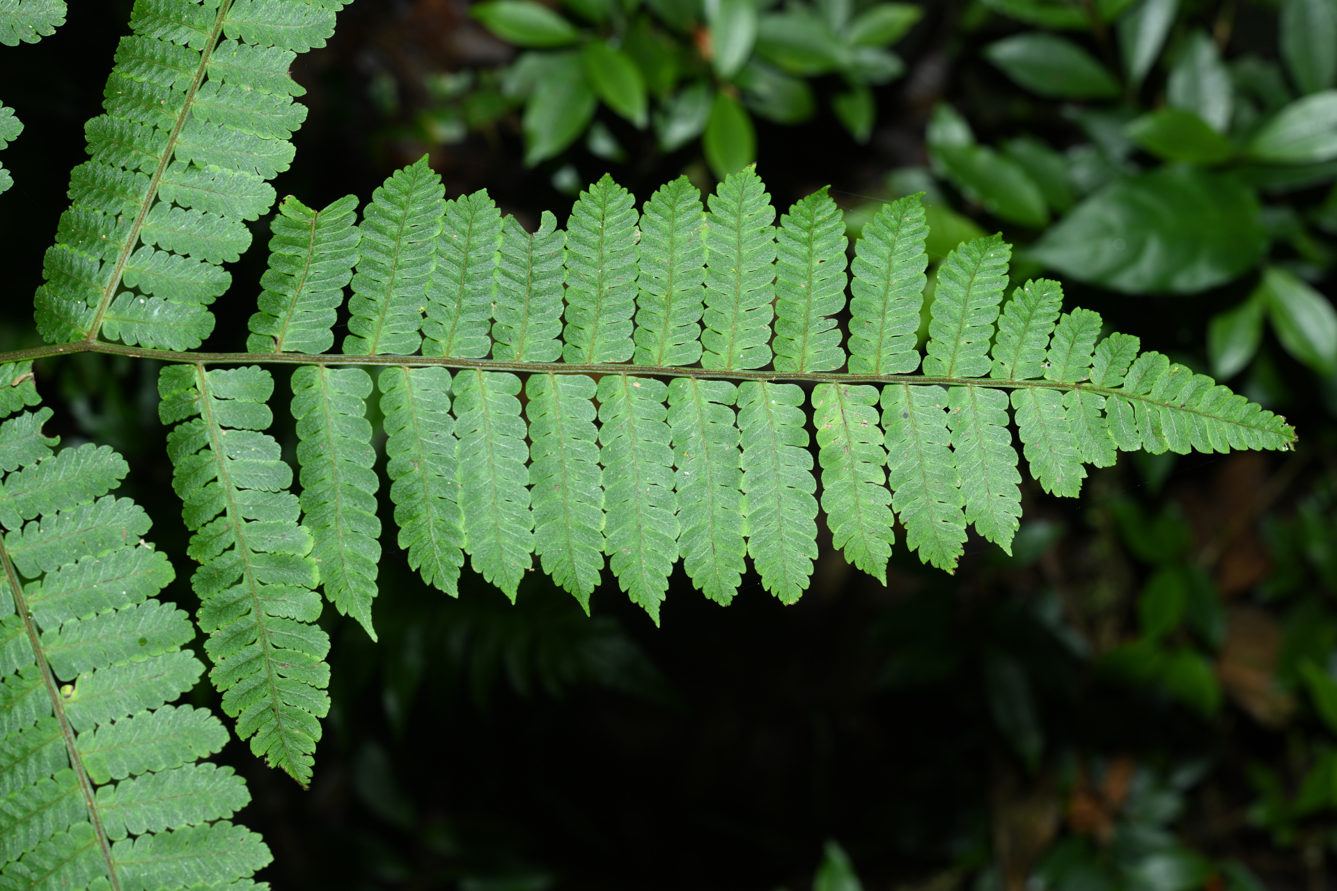 Cyathea oblonga (Klotzsch) Domin - Photo Bivouac Naturaliste