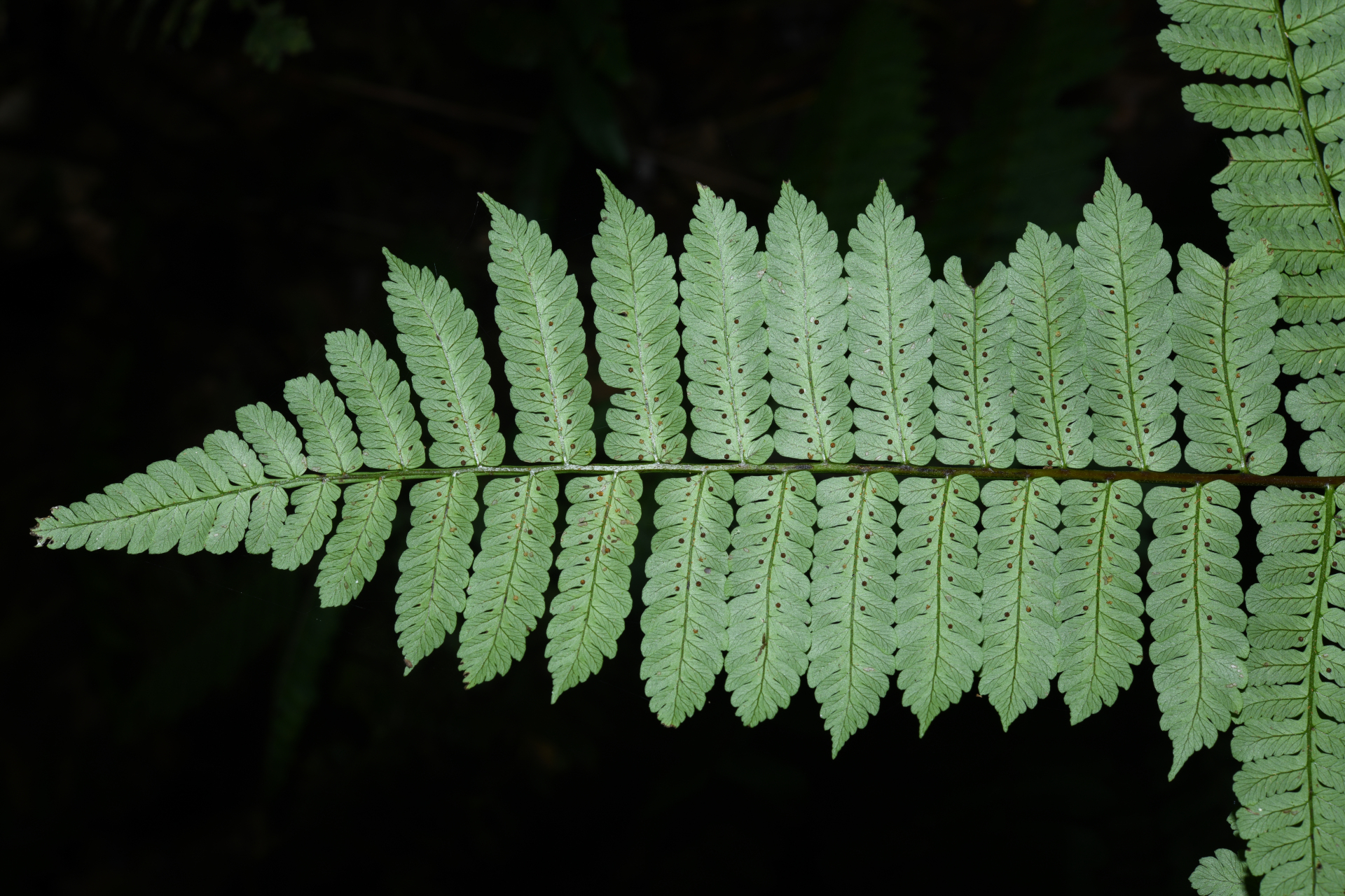 Cyathea oblonga (Klotzsch) Domin - Photo Bivouac Naturaliste