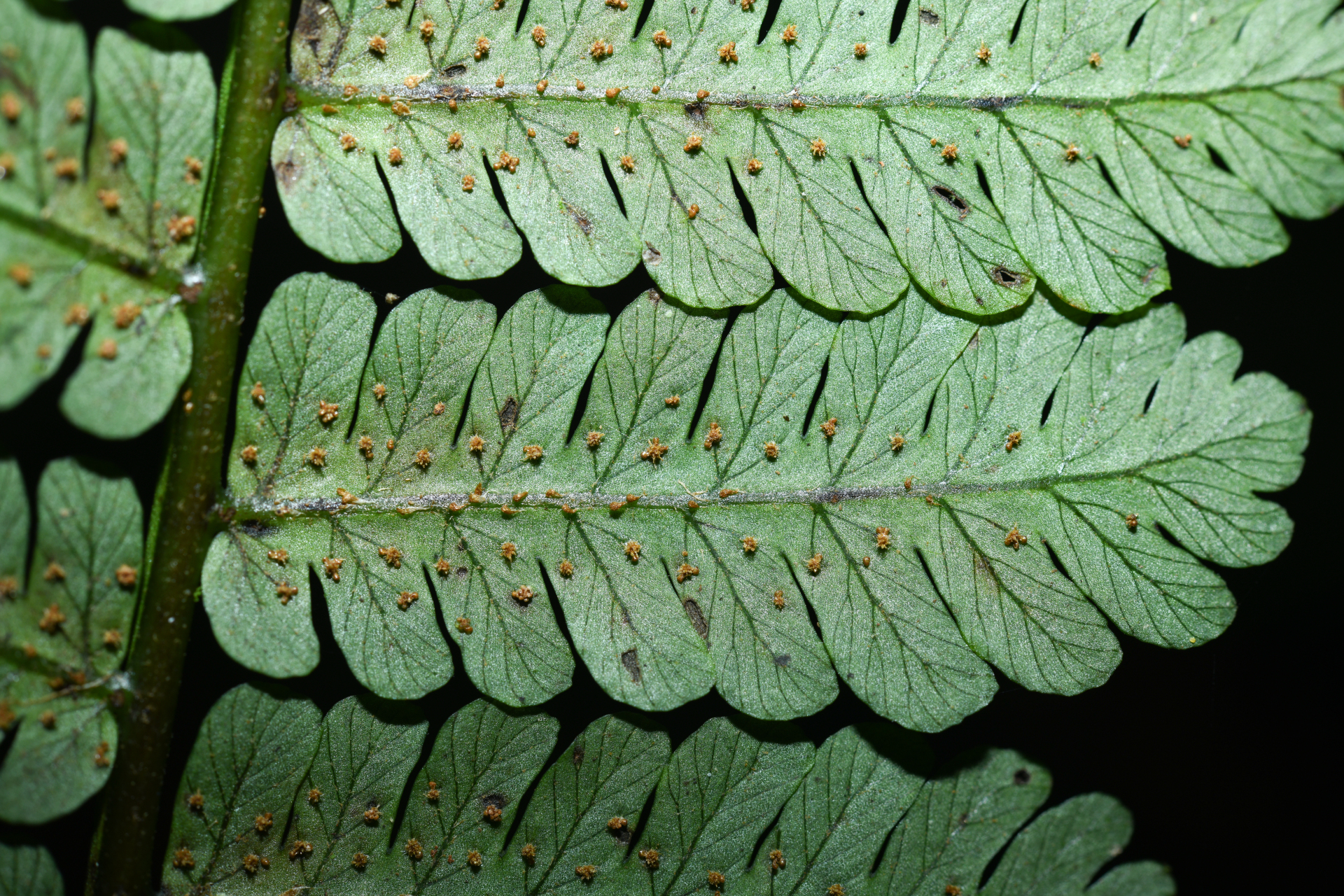 Cyathea oblonga (Klotzsch) Domin - Photo Bivouac Naturaliste