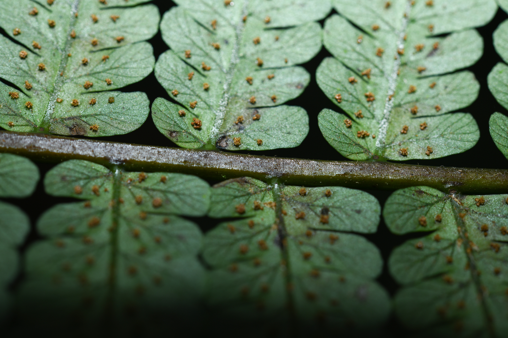 Cyathea oblonga (Klotzsch) Domin - Photo Bivouac Naturaliste