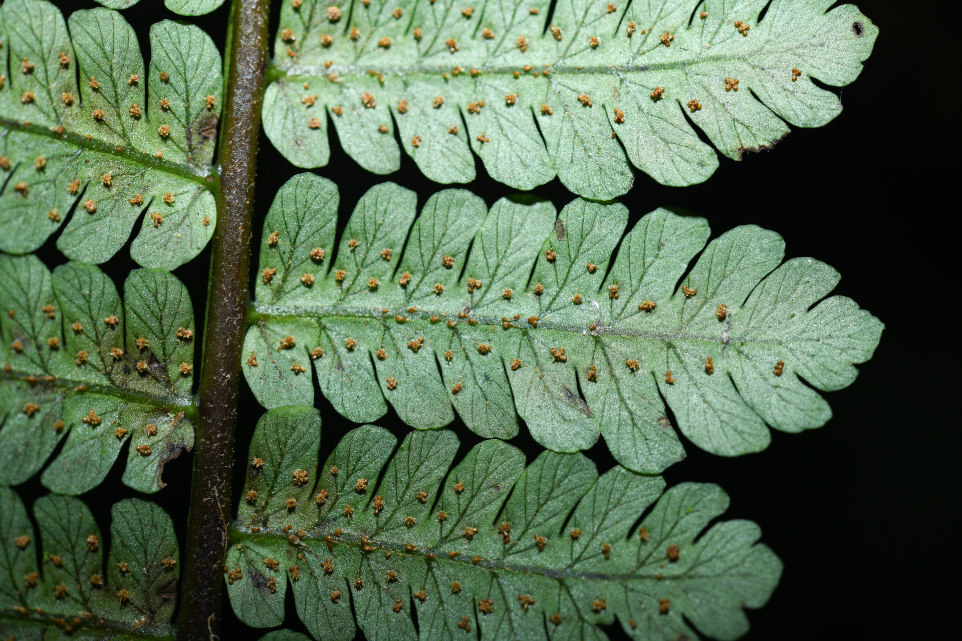 Cyathea oblonga (Klotzsch) Domin - Photo Bivouac Naturaliste