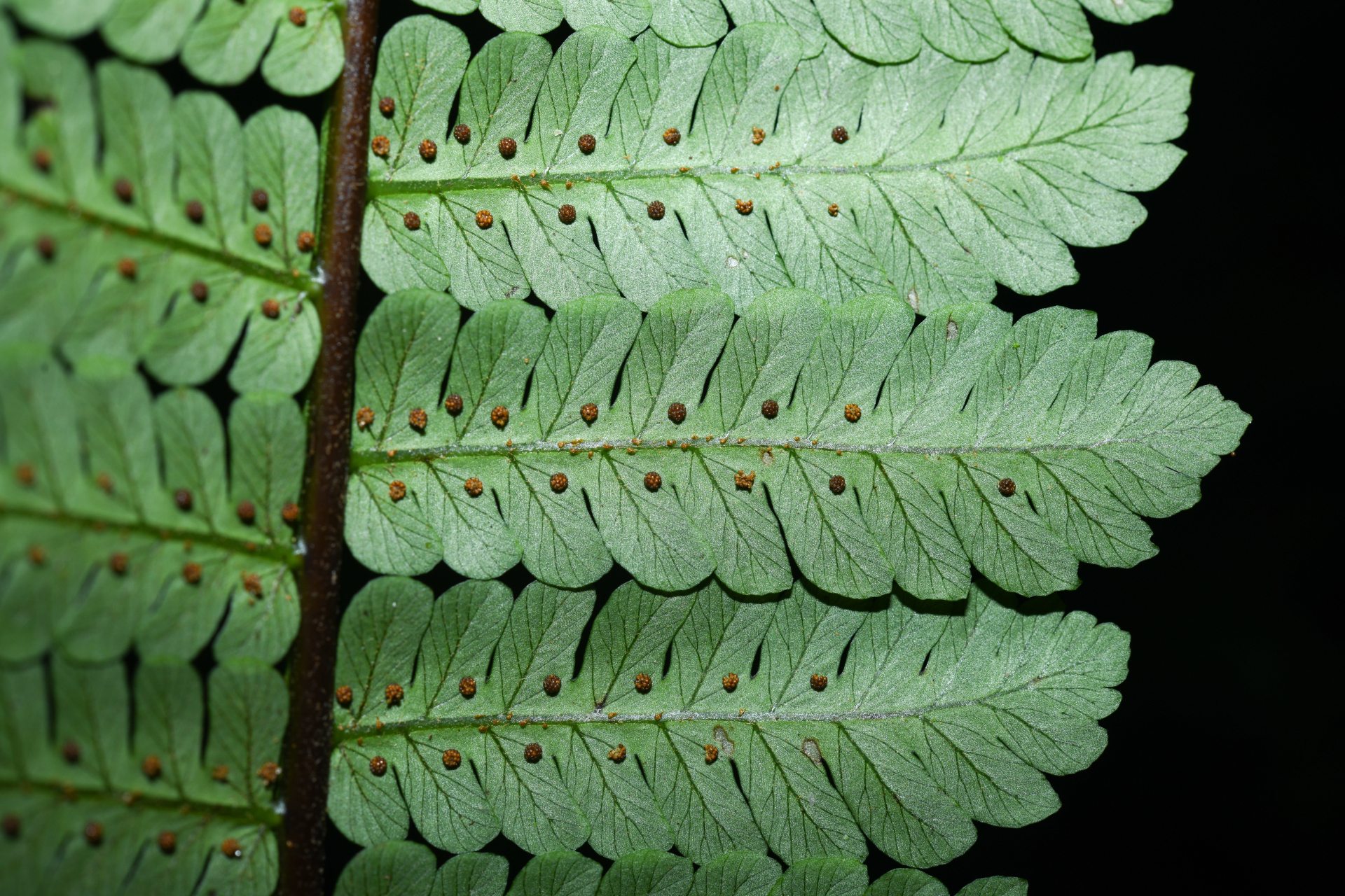 Cyathea oblonga (Klotzsch) Domin - Photo Bivouac Naturaliste