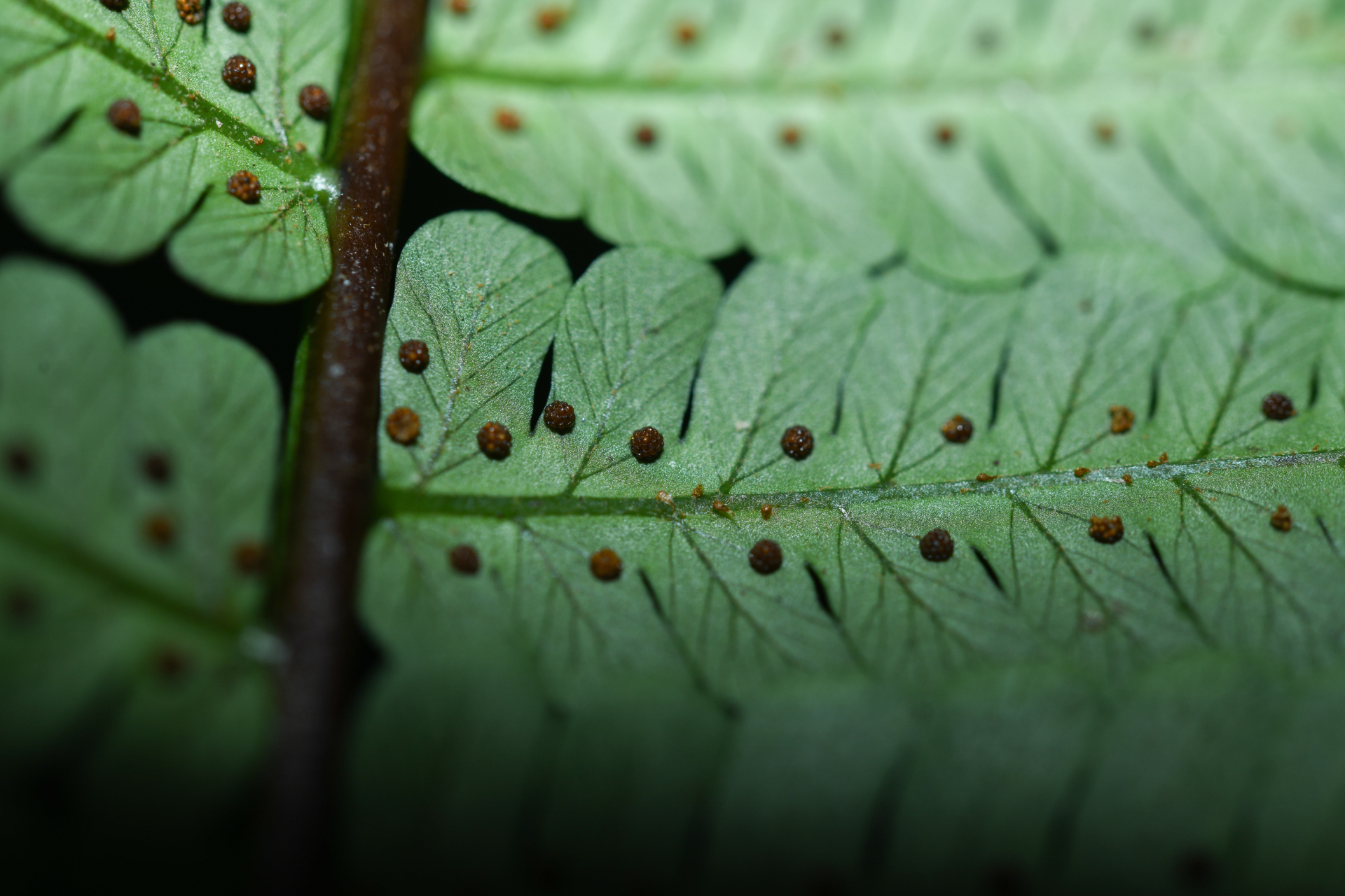 Cyathea oblonga (Klotzsch) Domin - Photo Bivouac Naturaliste
