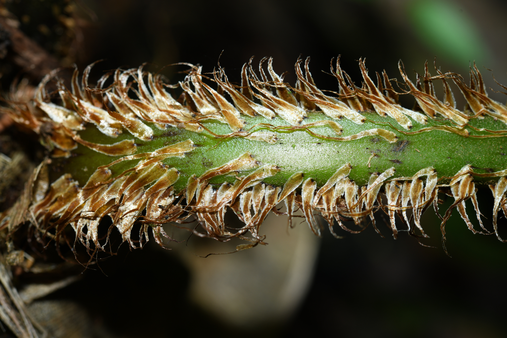 Cyathea oblonga (Klotzsch) Domin - Photo Bivouac Naturaliste