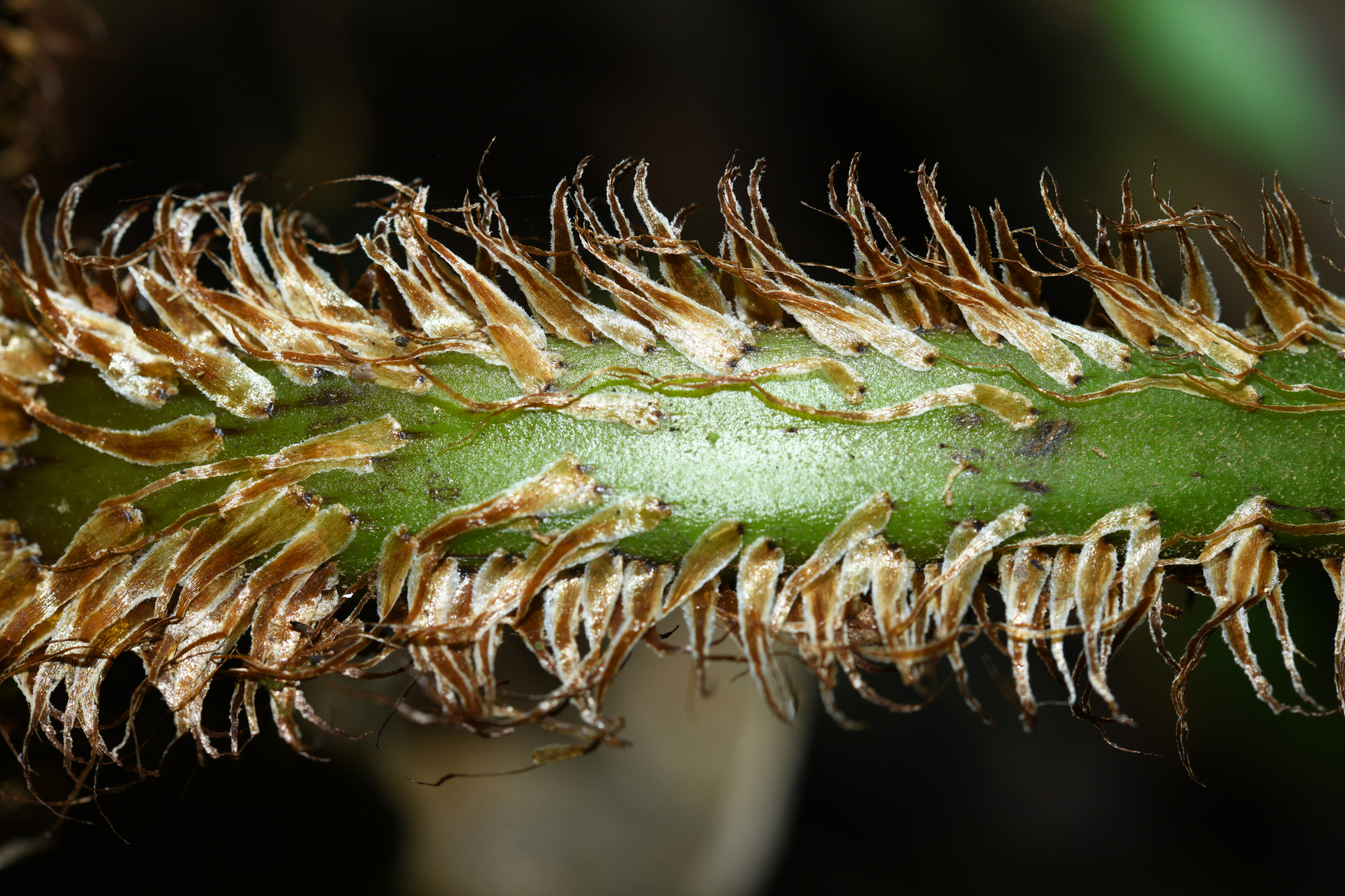 Cyathea oblonga (Klotzsch) Domin - Photo Bivouac Naturaliste