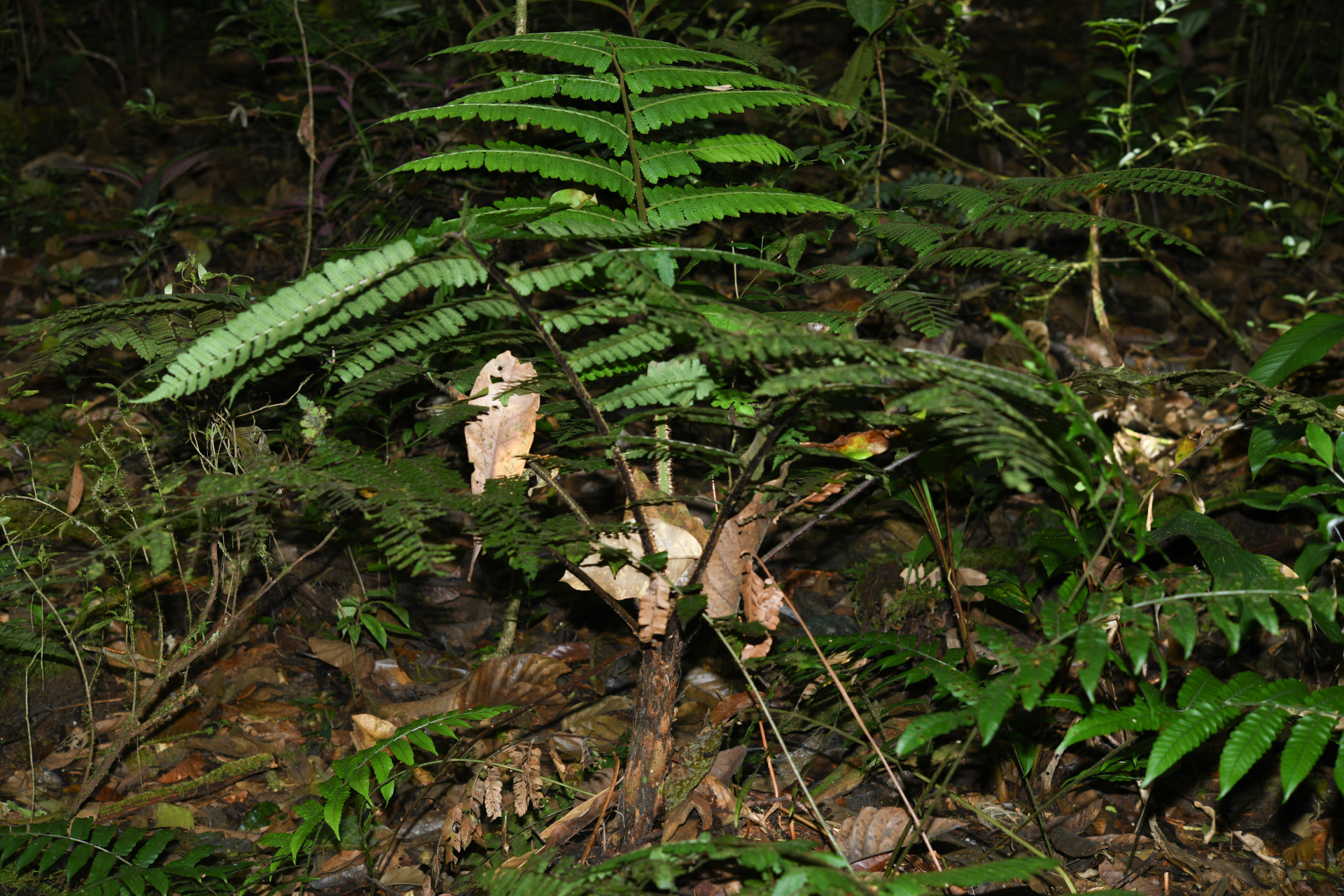 Cyathea oblonga (Klotzsch) Domin - Photo Bivouac Naturaliste