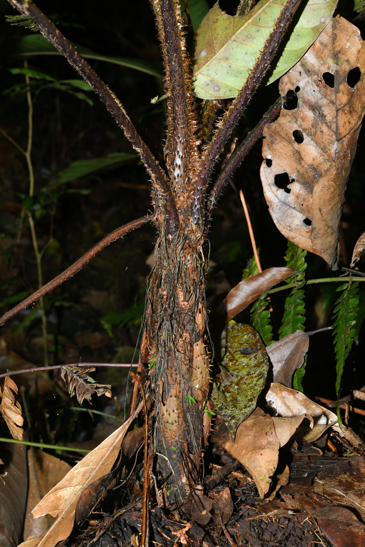 Cyathea oblonga (Klotzsch) Domin - Photo Bivouac Naturaliste