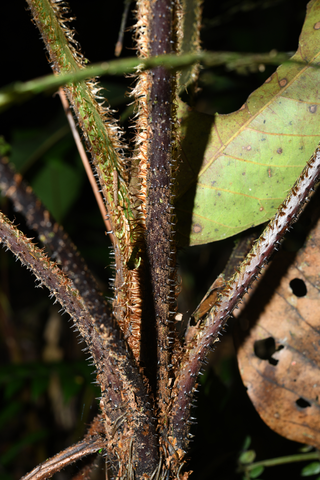 Cyathea oblonga (Klotzsch) Domin - Photo Bivouac Naturaliste