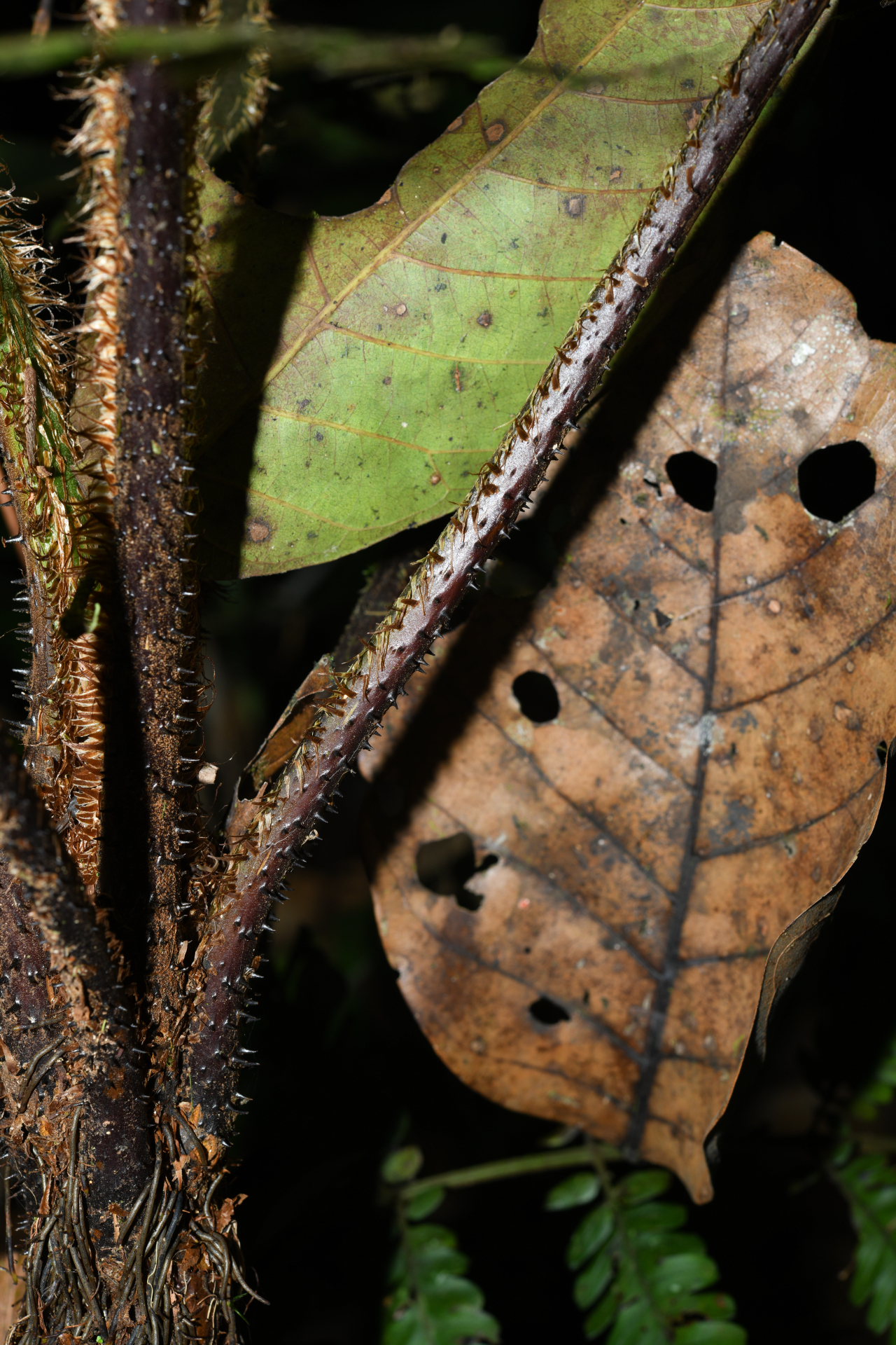Cyathea oblonga (Klotzsch) Domin - Photo Bivouac Naturaliste