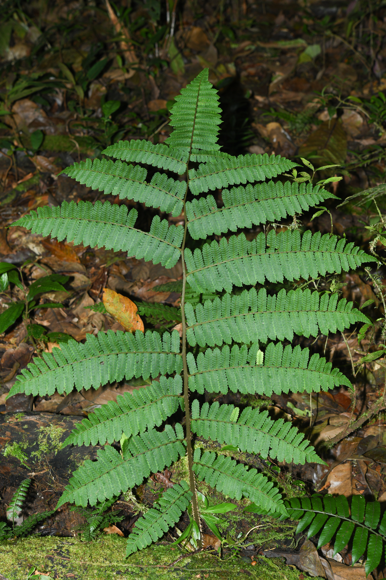Cyathea oblonga (Klotzsch) Domin - Photo Bivouac Naturaliste