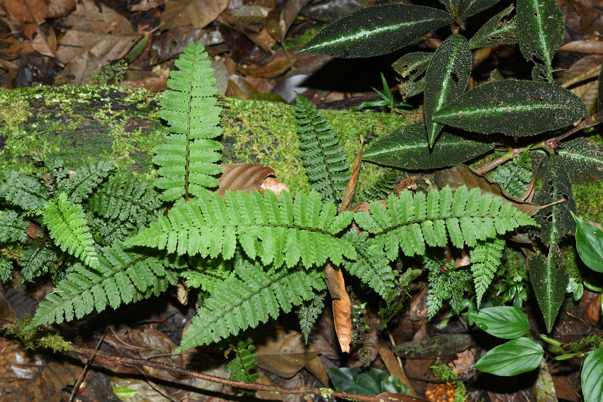 Cyathea oblonga (Klotzsch) Domin - Photo Bivouac Naturaliste