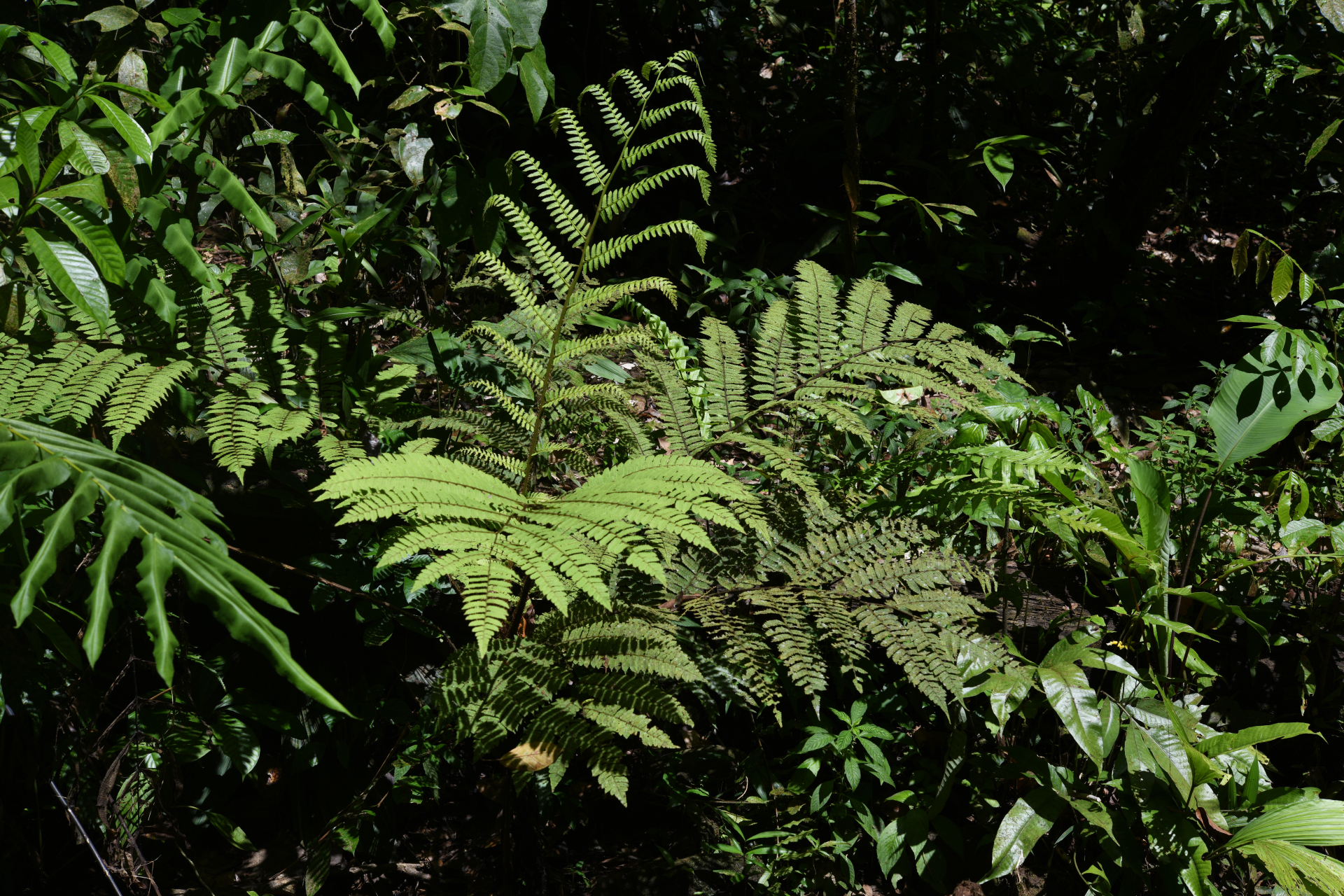 Cyathea oblonga (Klotzsch) Domin - Photo Bivouac Naturaliste
