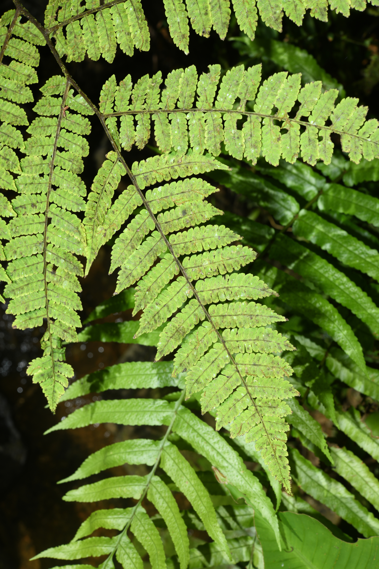 Cyathea oblonga (Klotzsch) Domin - Photo Bivouac Naturaliste