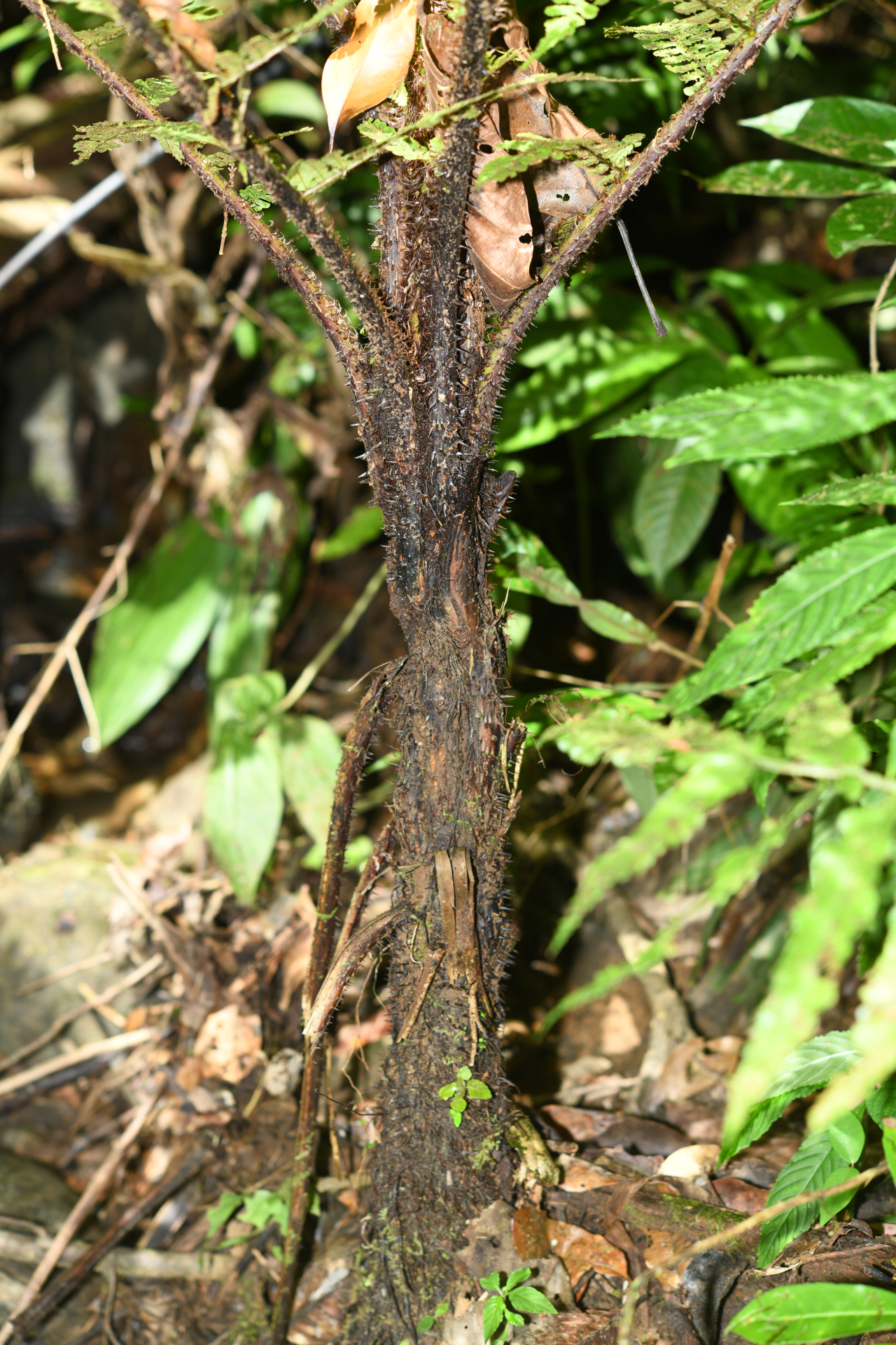 Cyathea oblonga (Klotzsch) Domin - Photo Bivouac Naturaliste