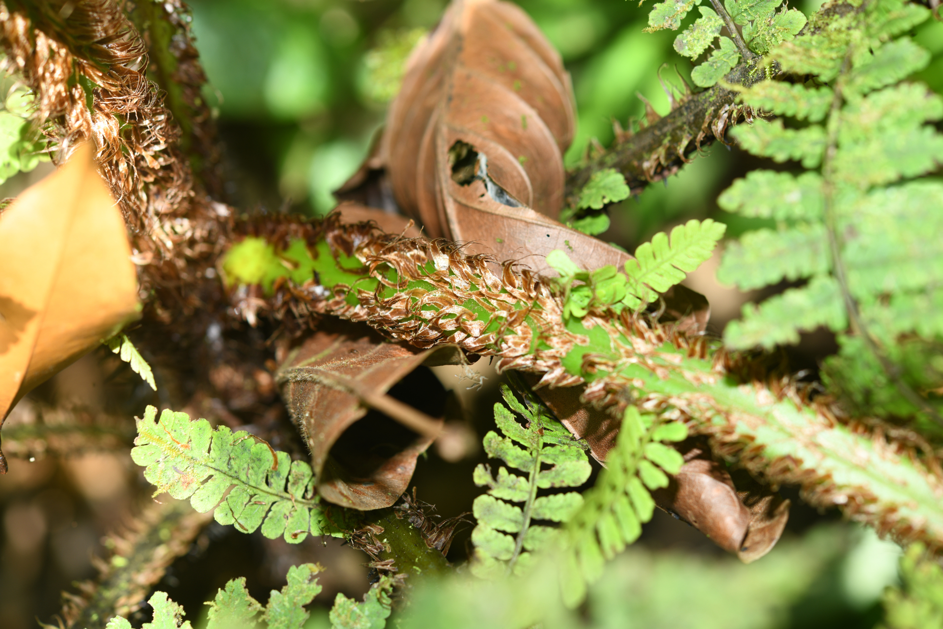 Cyathea oblonga (Klotzsch) Domin - Photo Bivouac Naturaliste