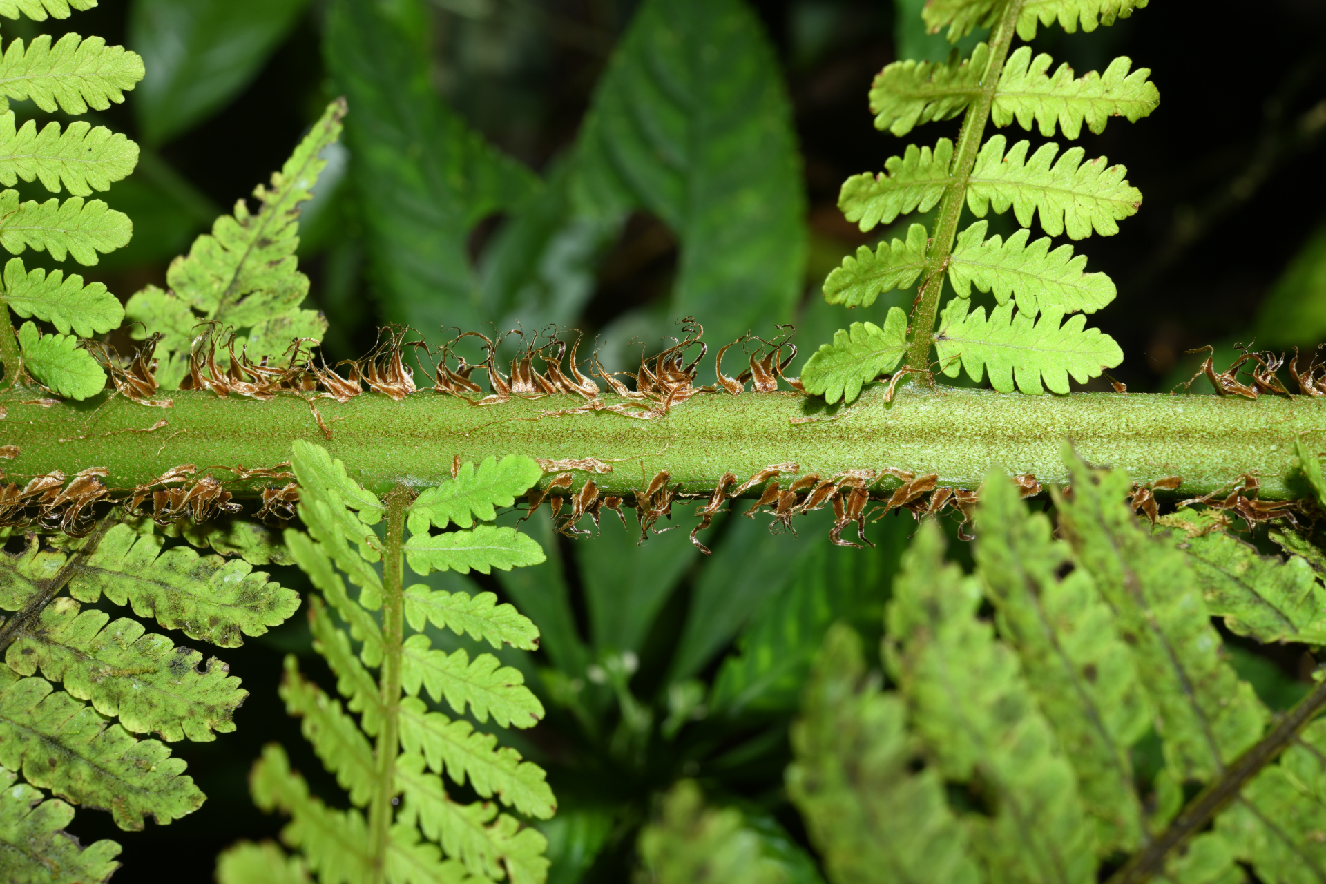 Cyathea oblonga (Klotzsch) Domin - Photo Bivouac Naturaliste