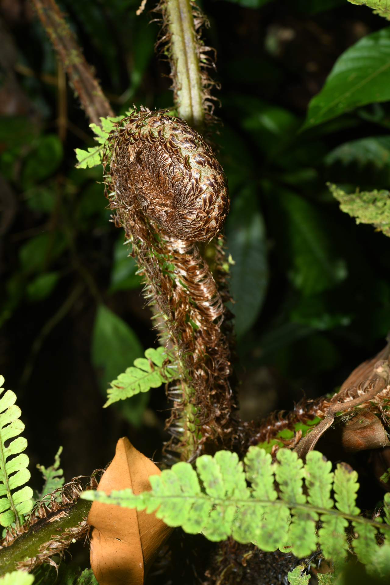 Cyathea oblonga (Klotzsch) Domin - Photo Bivouac Naturaliste