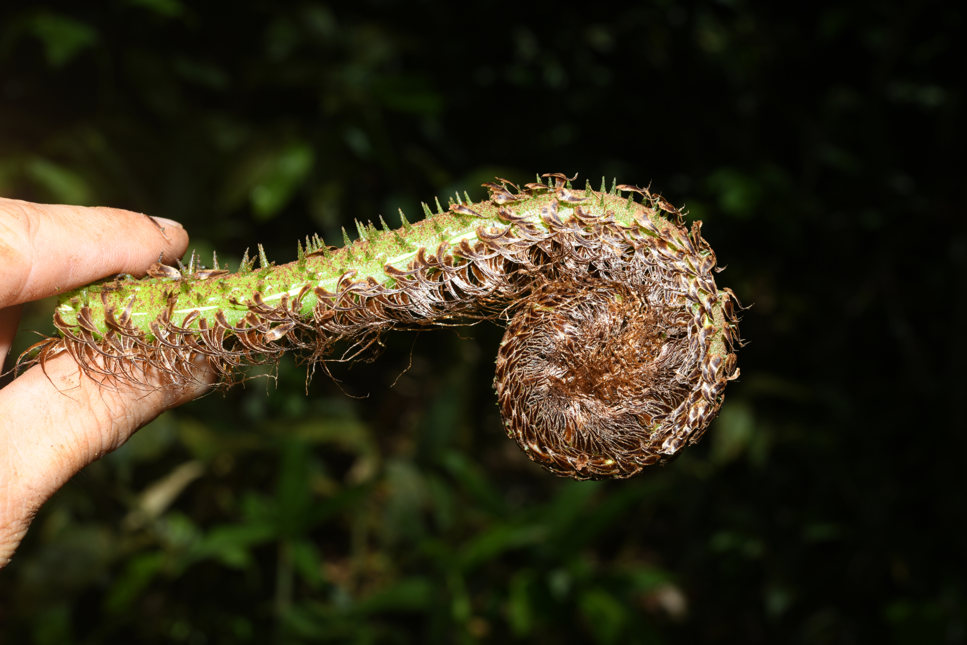 Cyathea oblonga (Klotzsch) Domin - Photo Bivouac Naturaliste