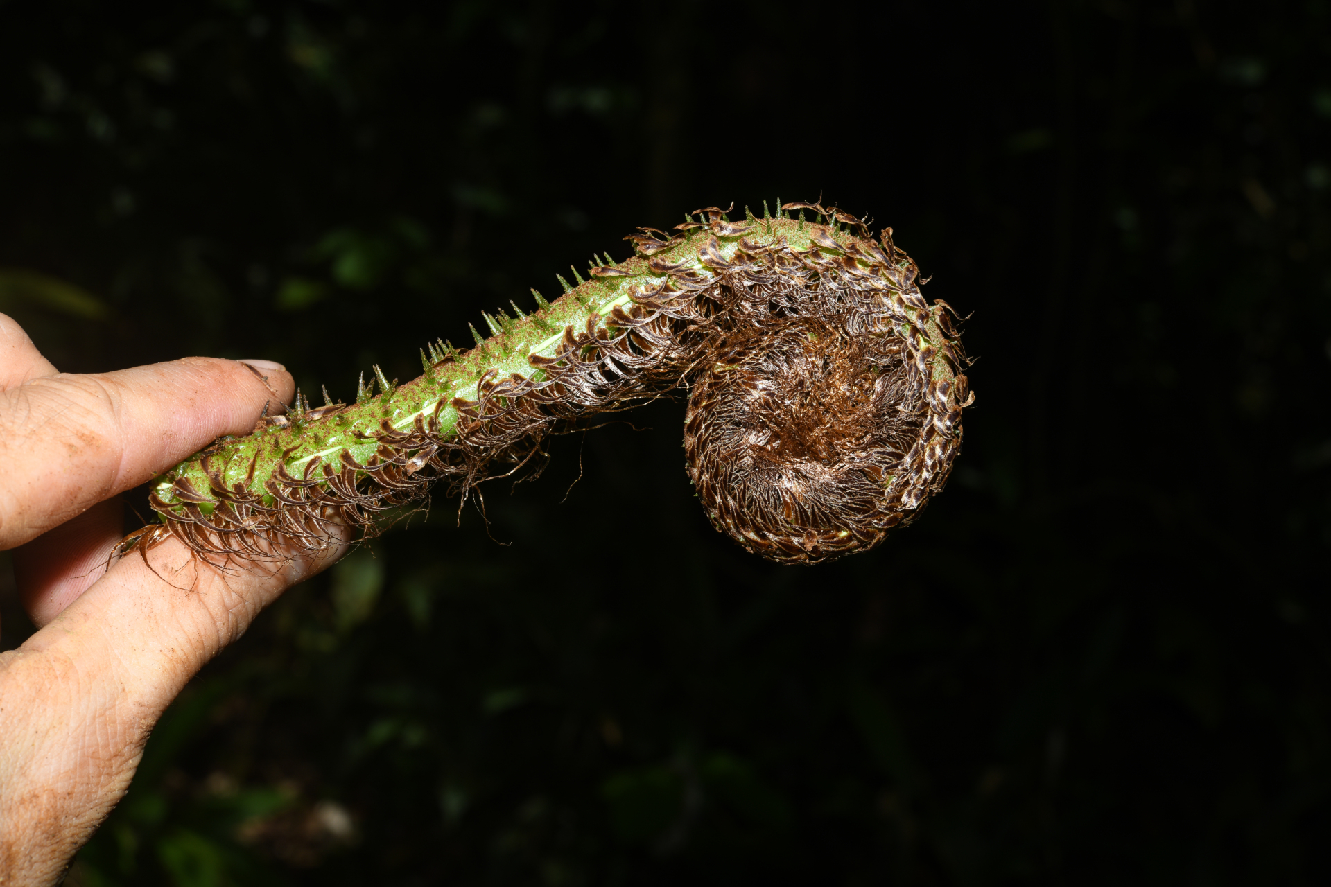 Cyathea oblonga (Klotzsch) Domin - Photo Bivouac Naturaliste