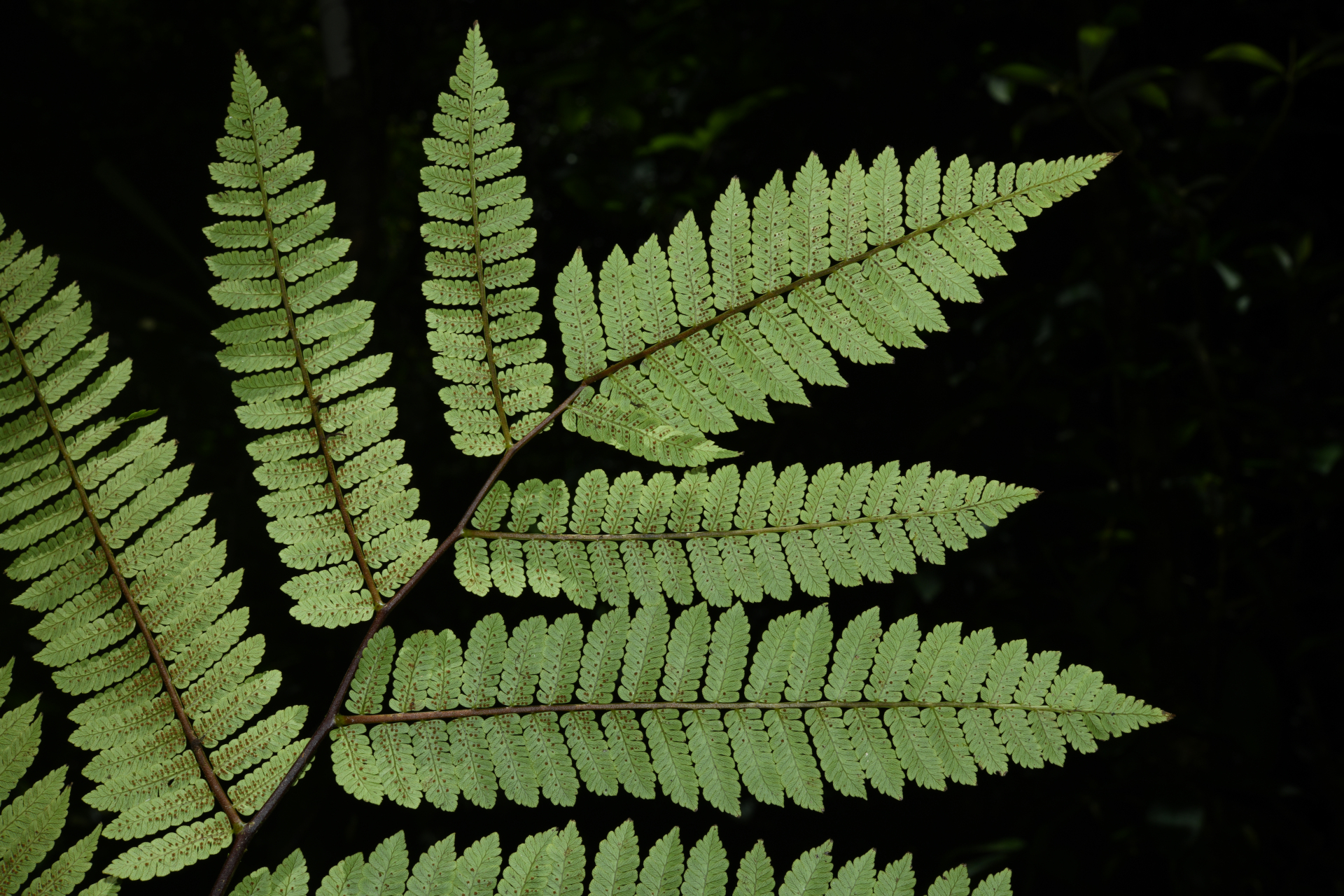 Cyathea oblonga (Klotzsch) Domin - Photo Bivouac Naturaliste