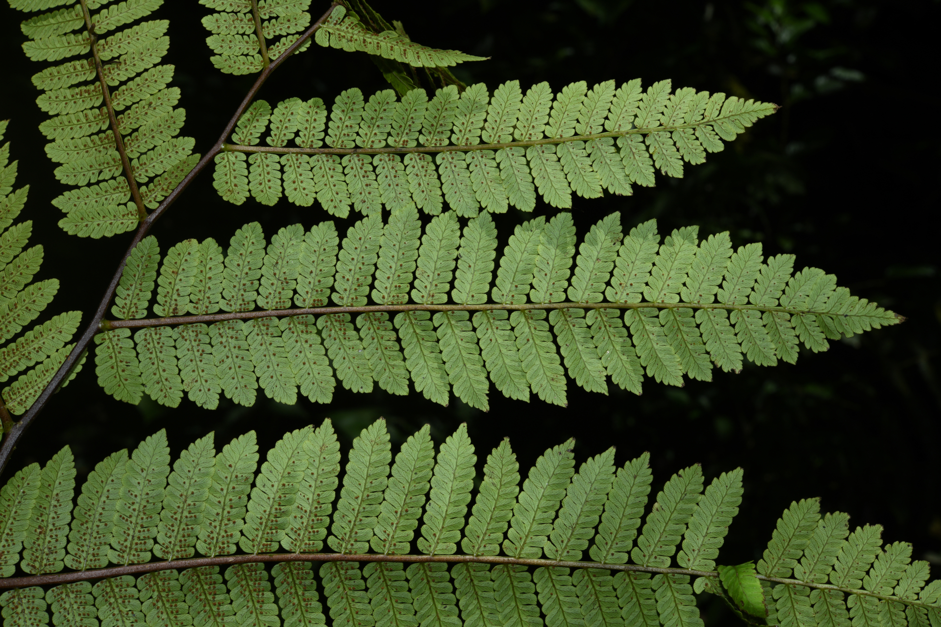 Cyathea oblonga (Klotzsch) Domin - Photo Bivouac Naturaliste